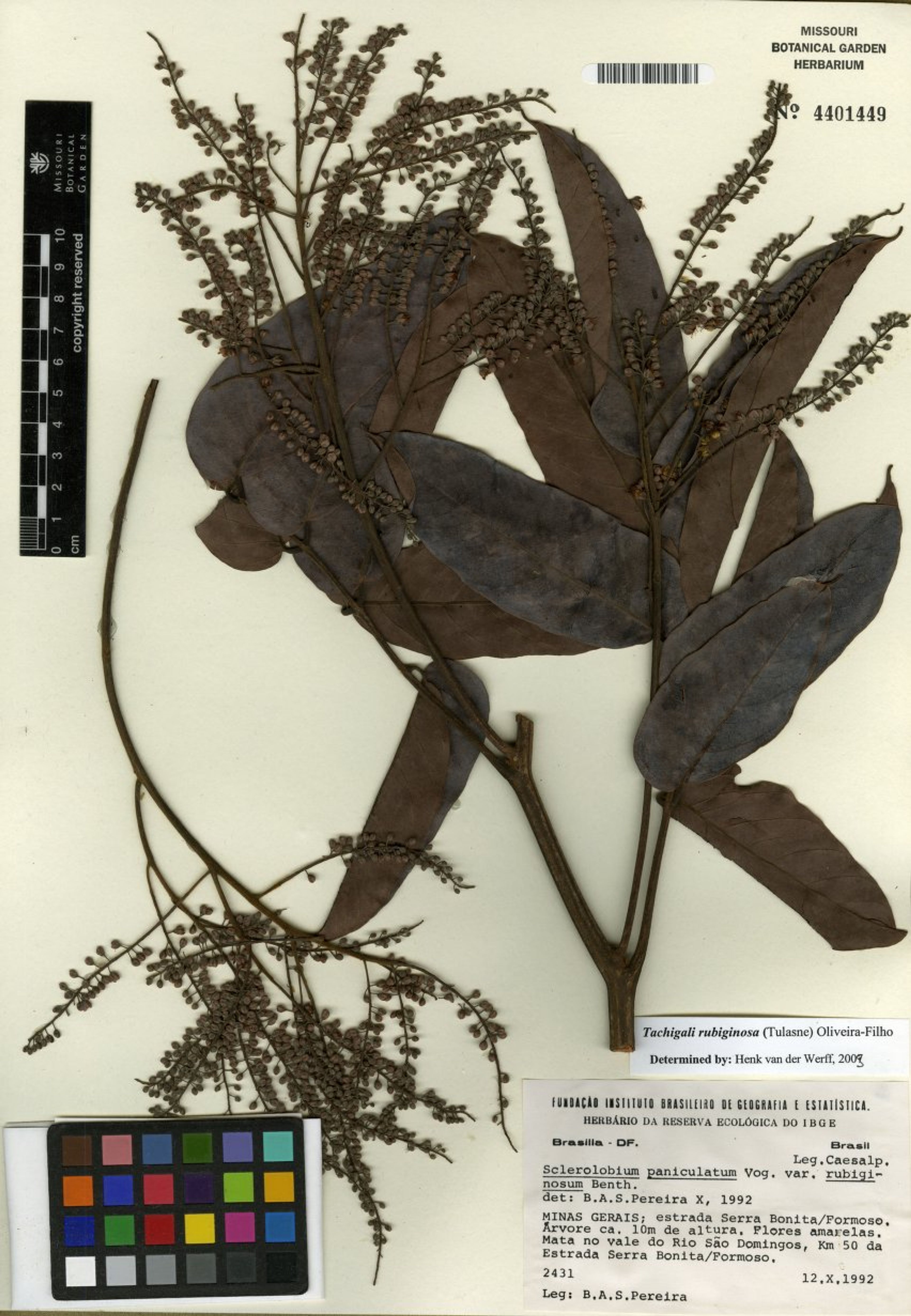 Tachigali rubiginosa - 81