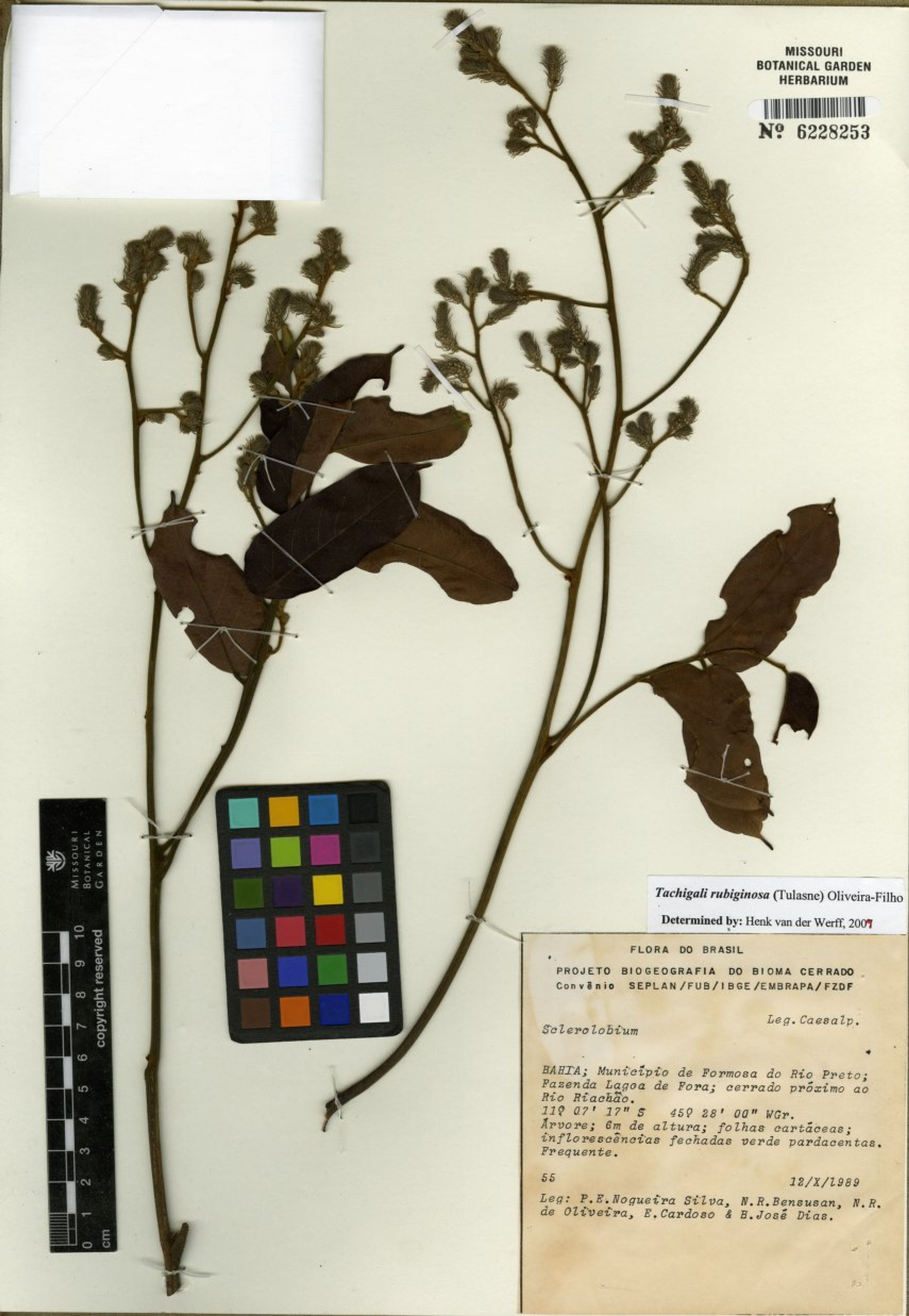 Tachigali rubiginosa - 45