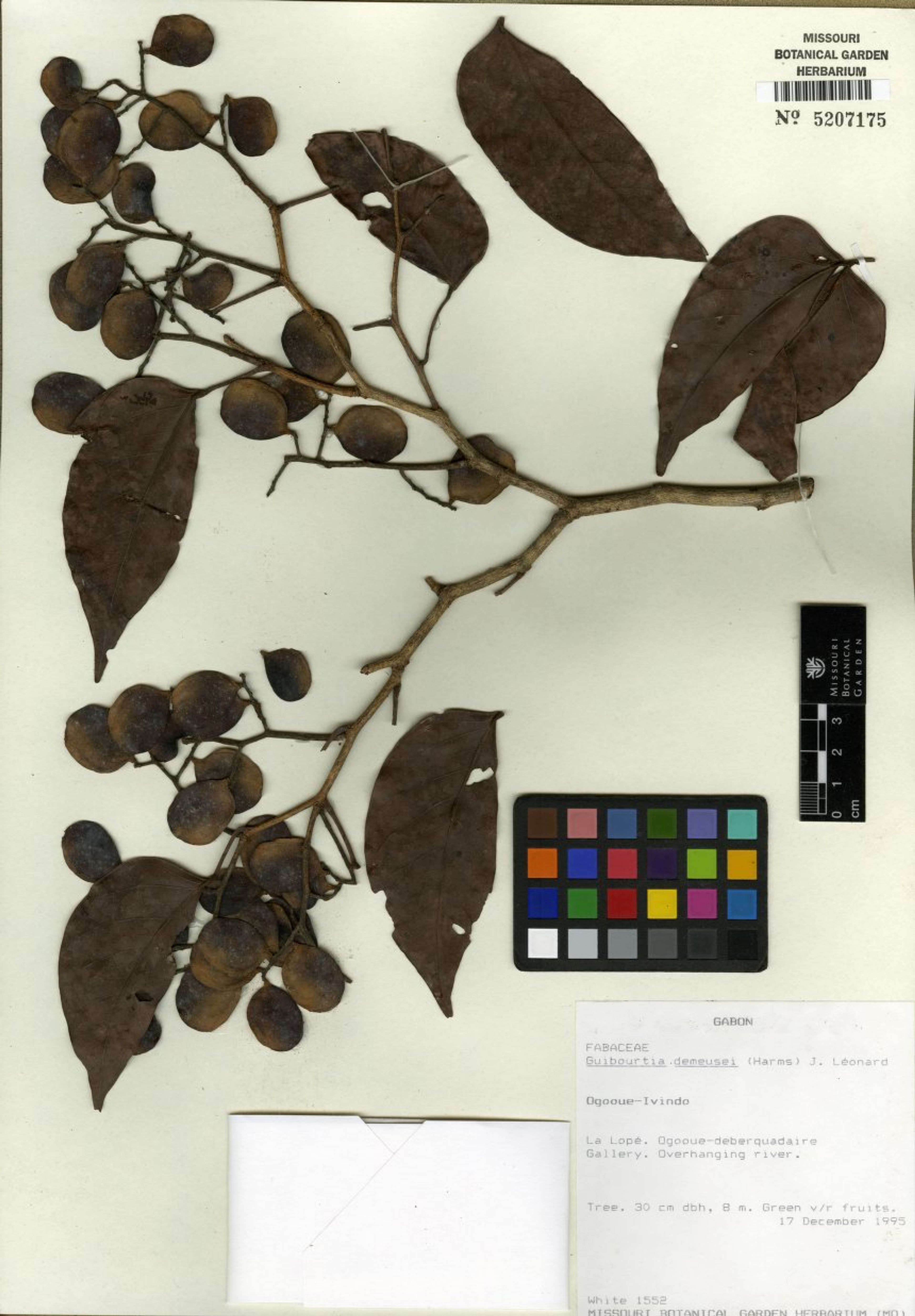 Guibourtia demeusei - 149