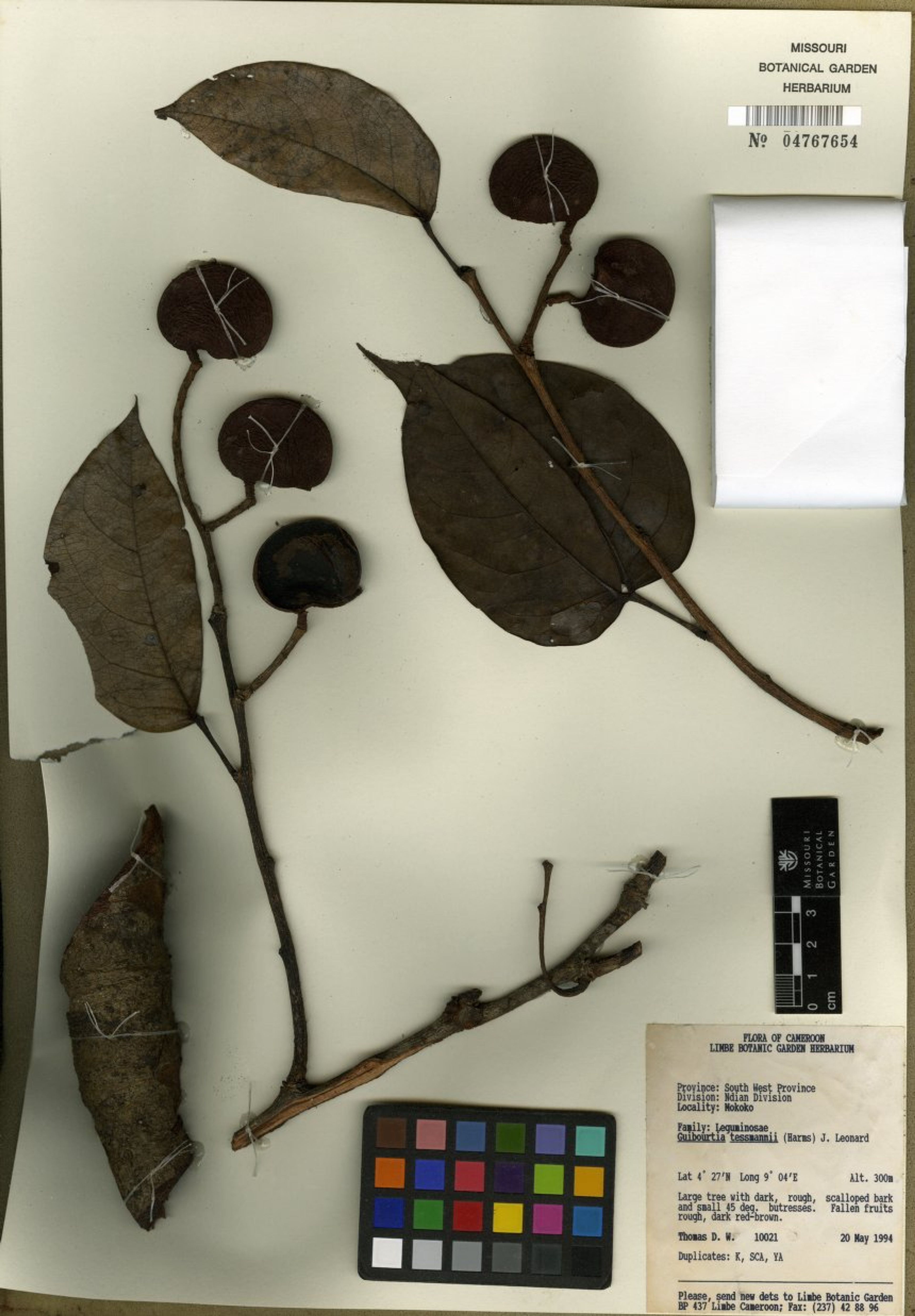 Guibourtia tessmannii - 45