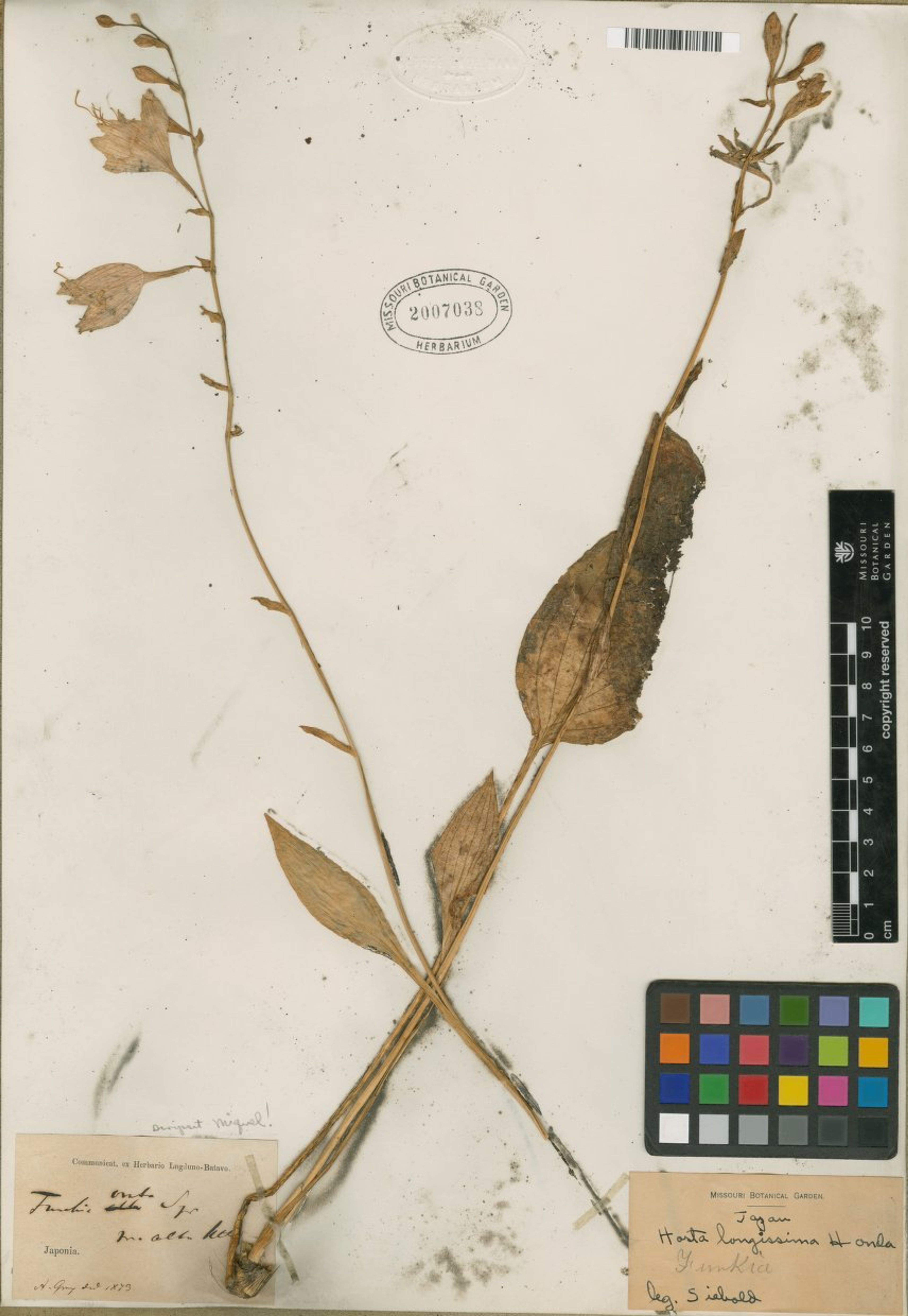 Hosta longissima - 20