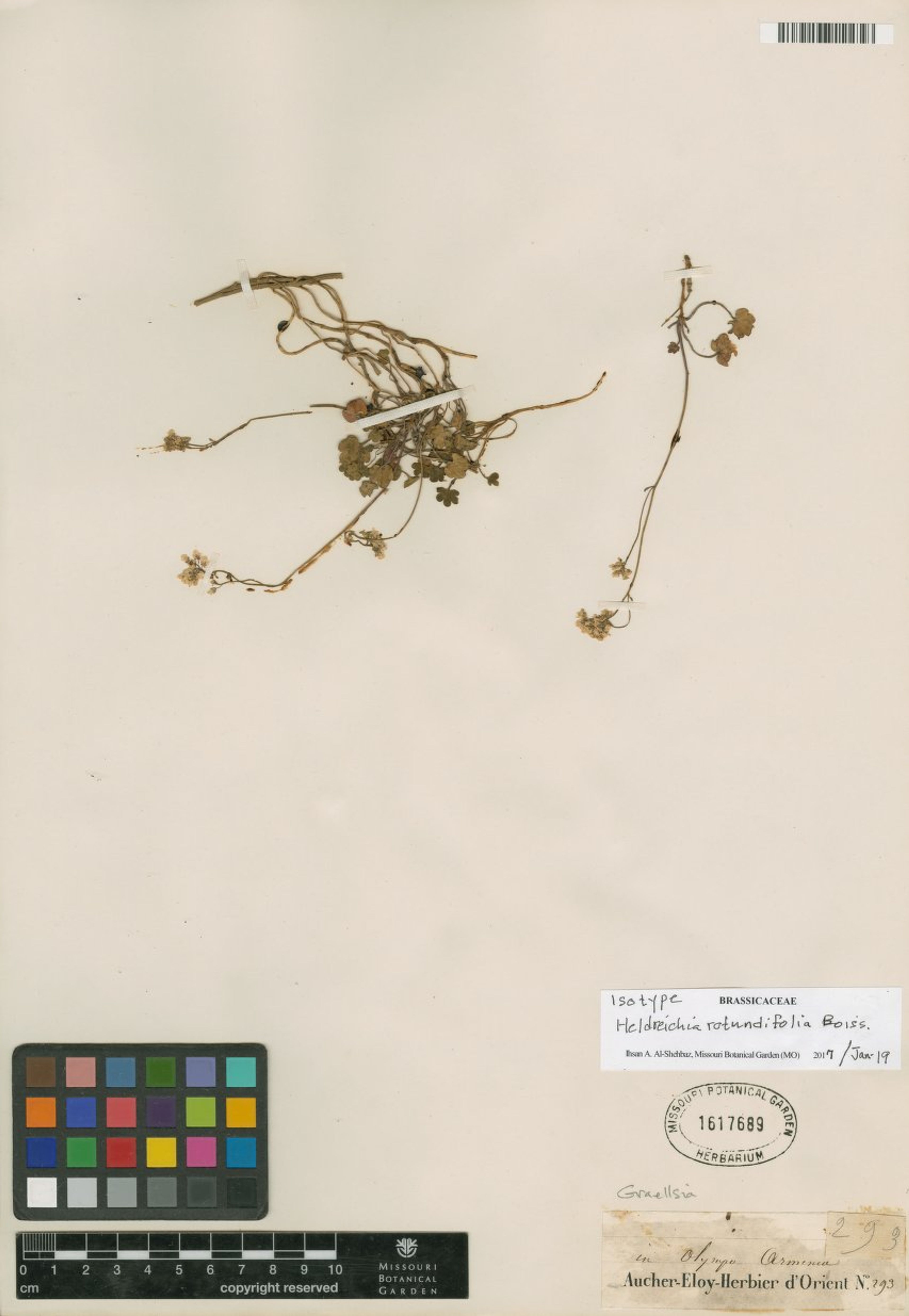 Heldreichia rotundifolia - 5