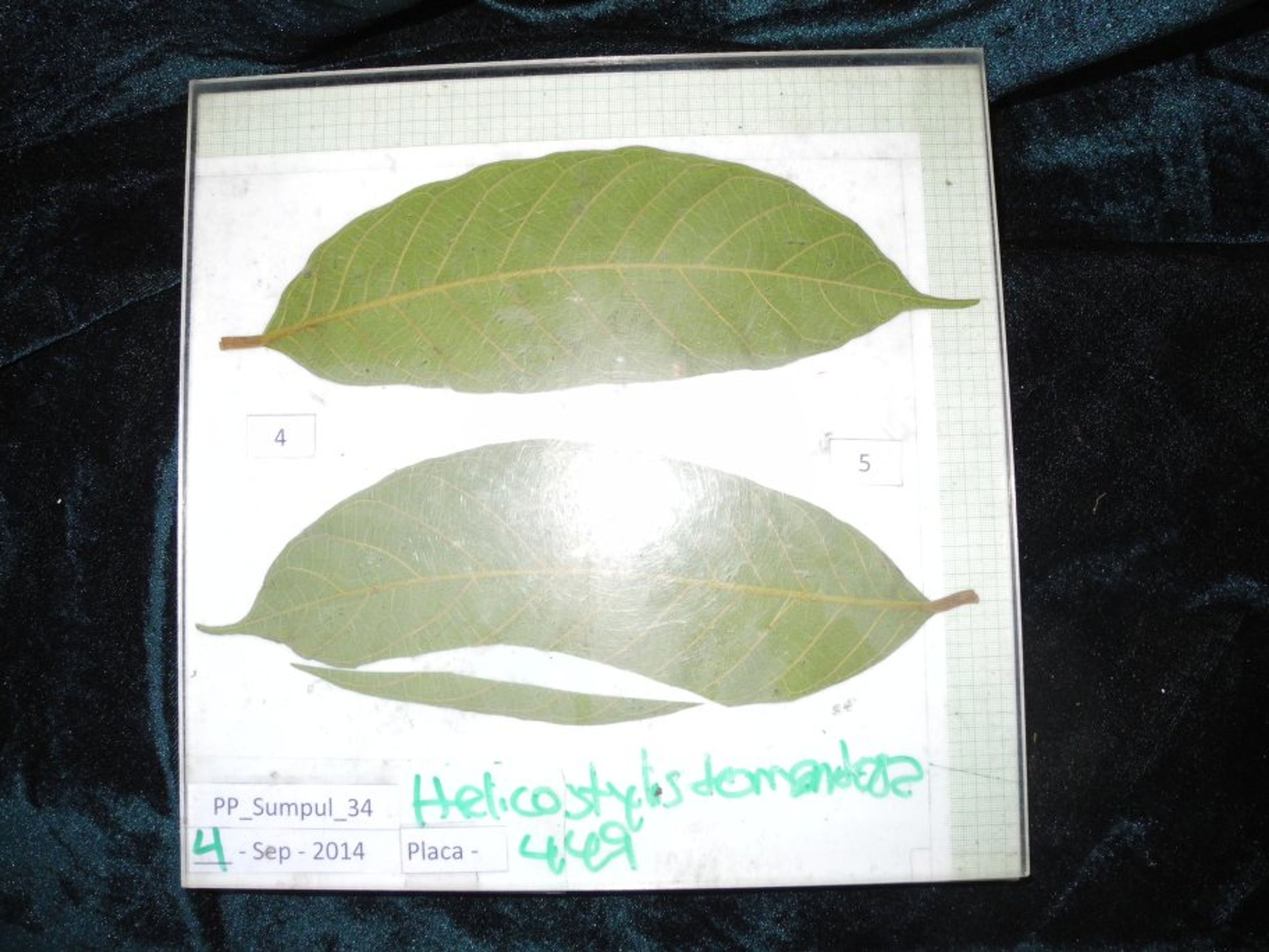 Helicostylis tomentosa - 78