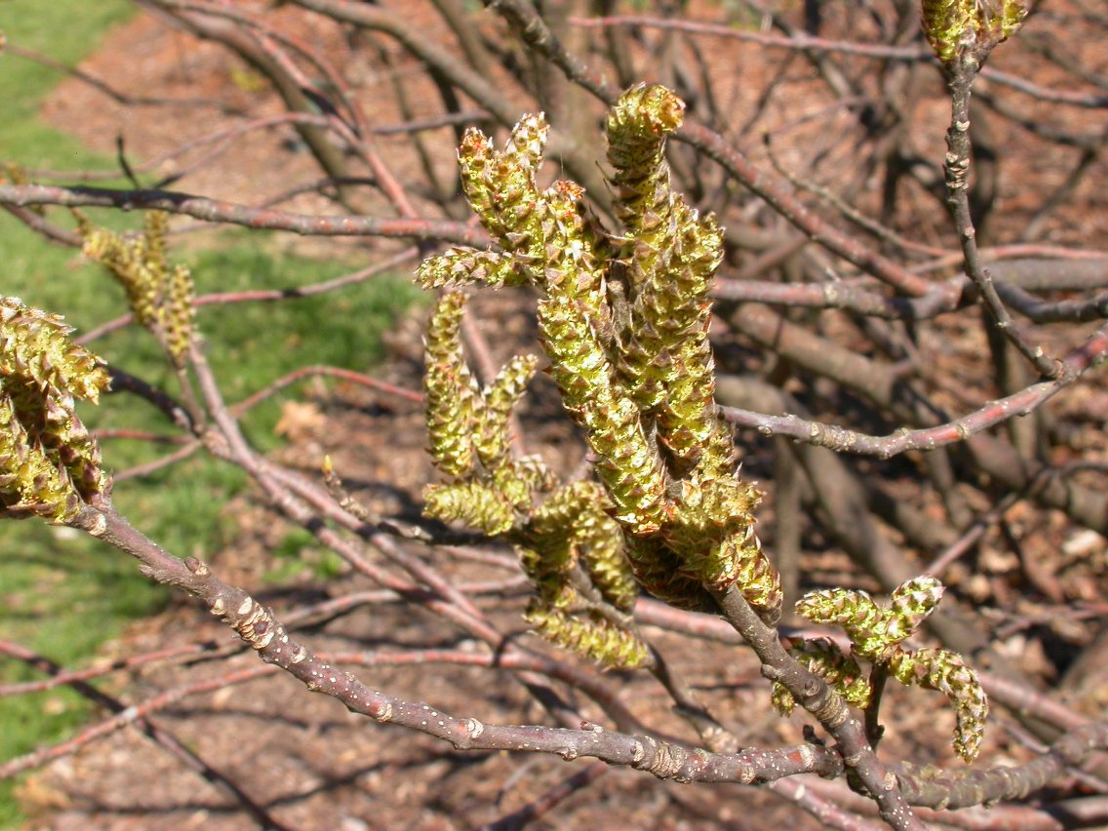 Leitneria floridana - 119