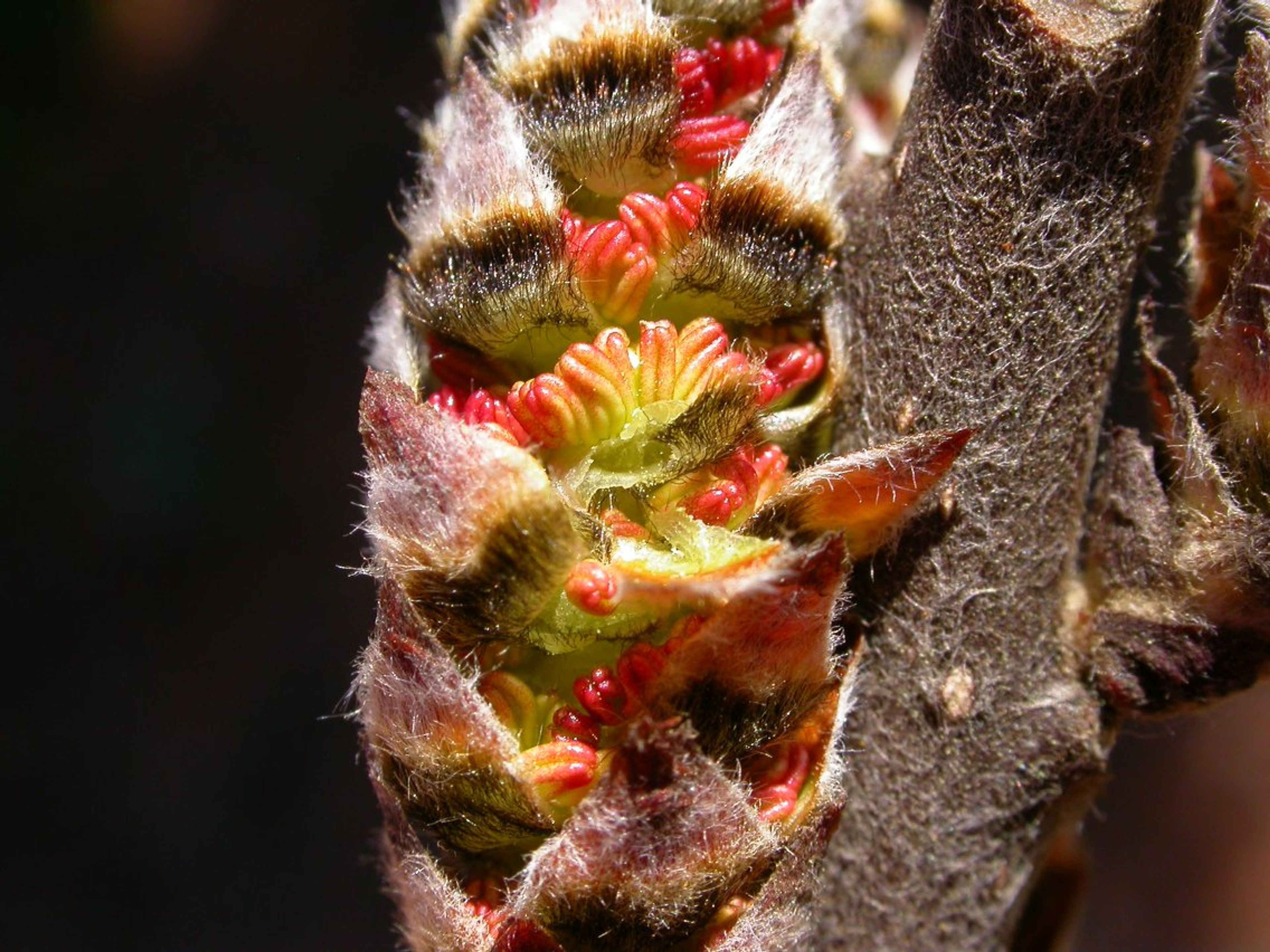 Leitneria floridana - 55