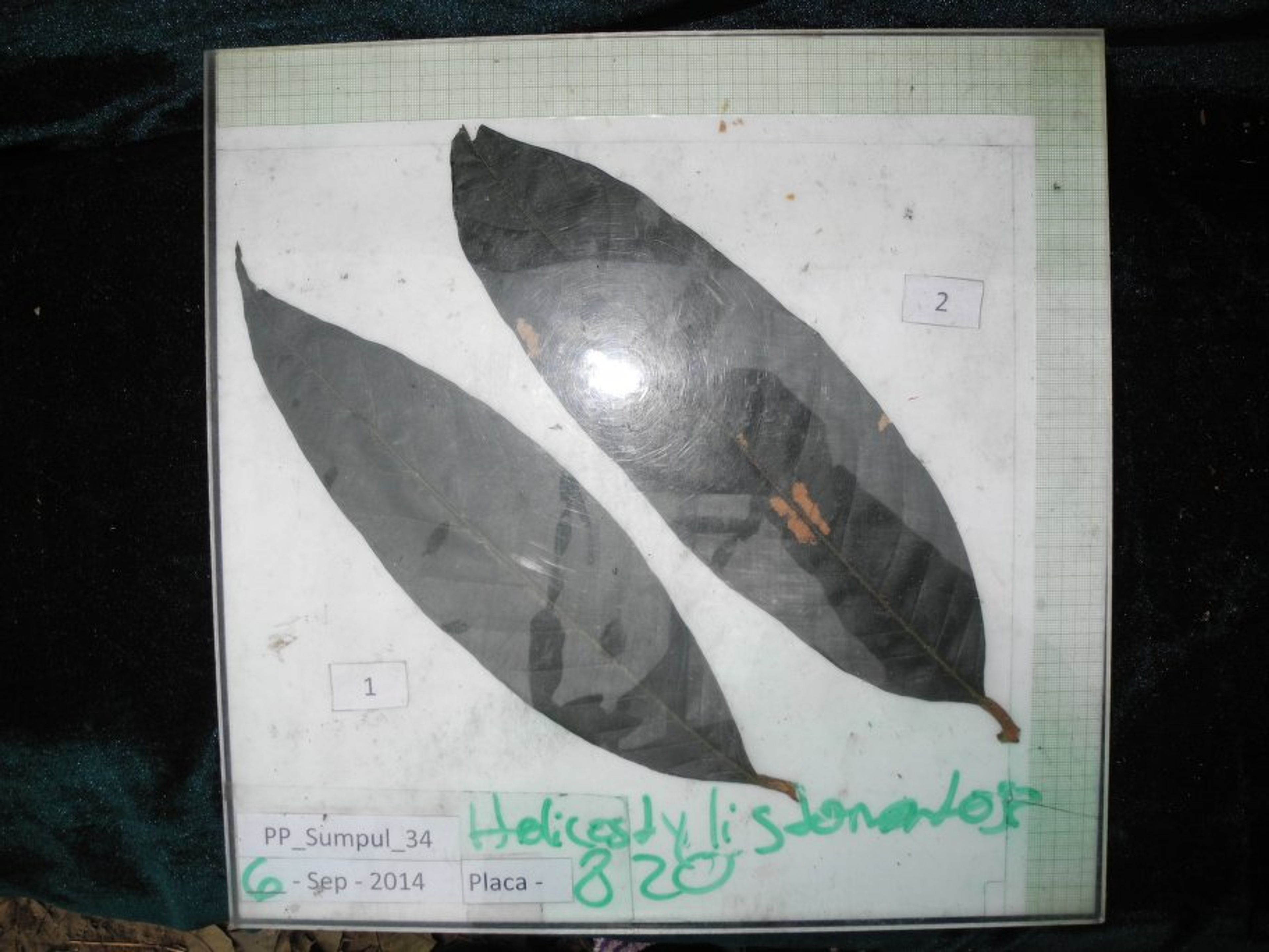 Helicostylis tomentosa - 53