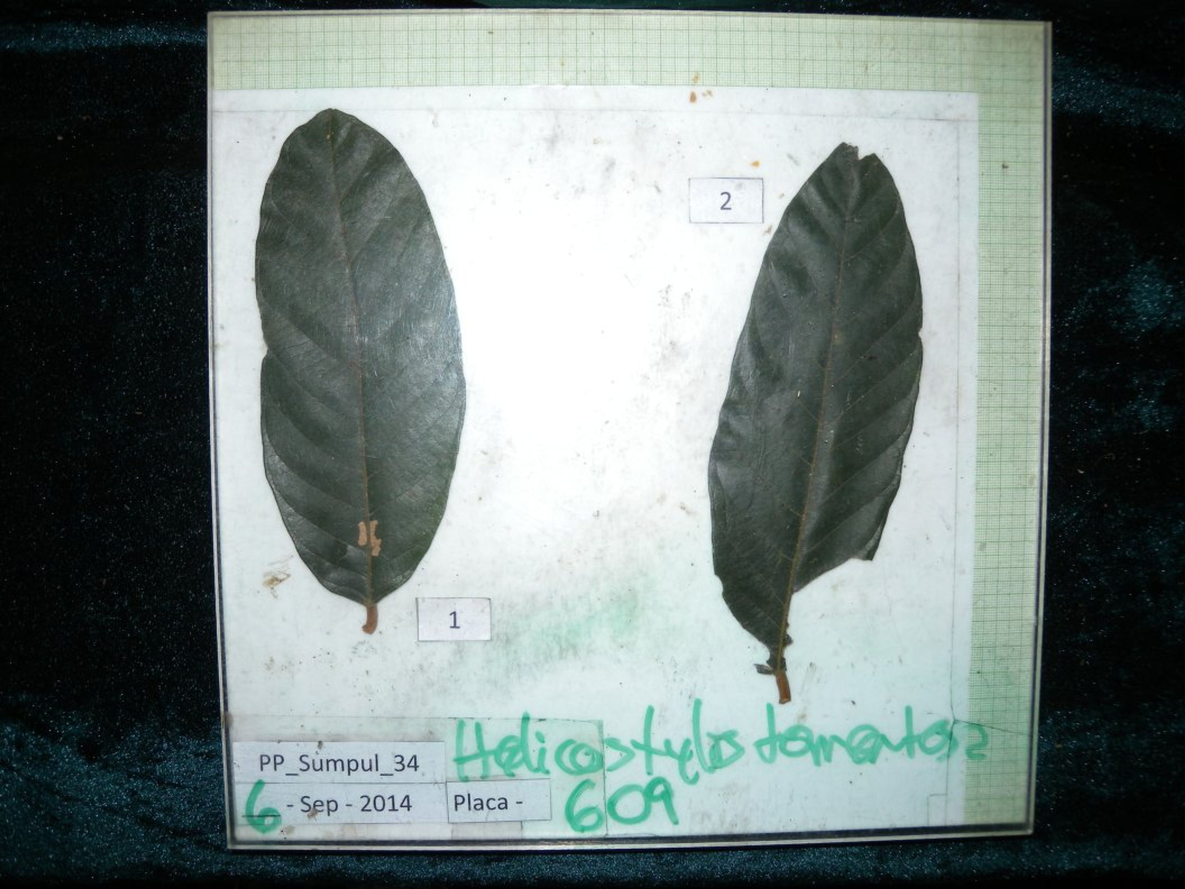 Helicostylis tomentosa - 28
