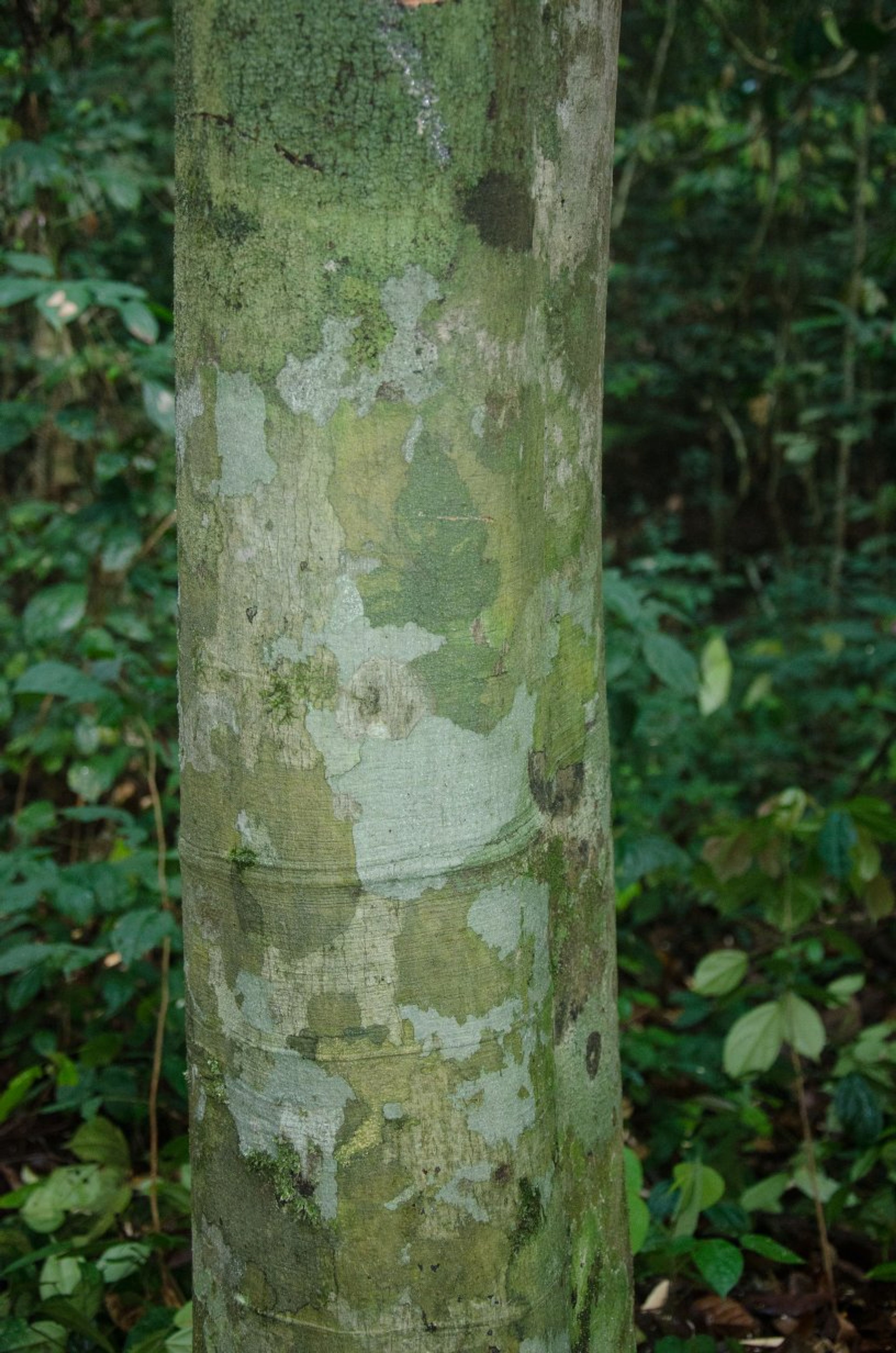 Treculia africana - 88