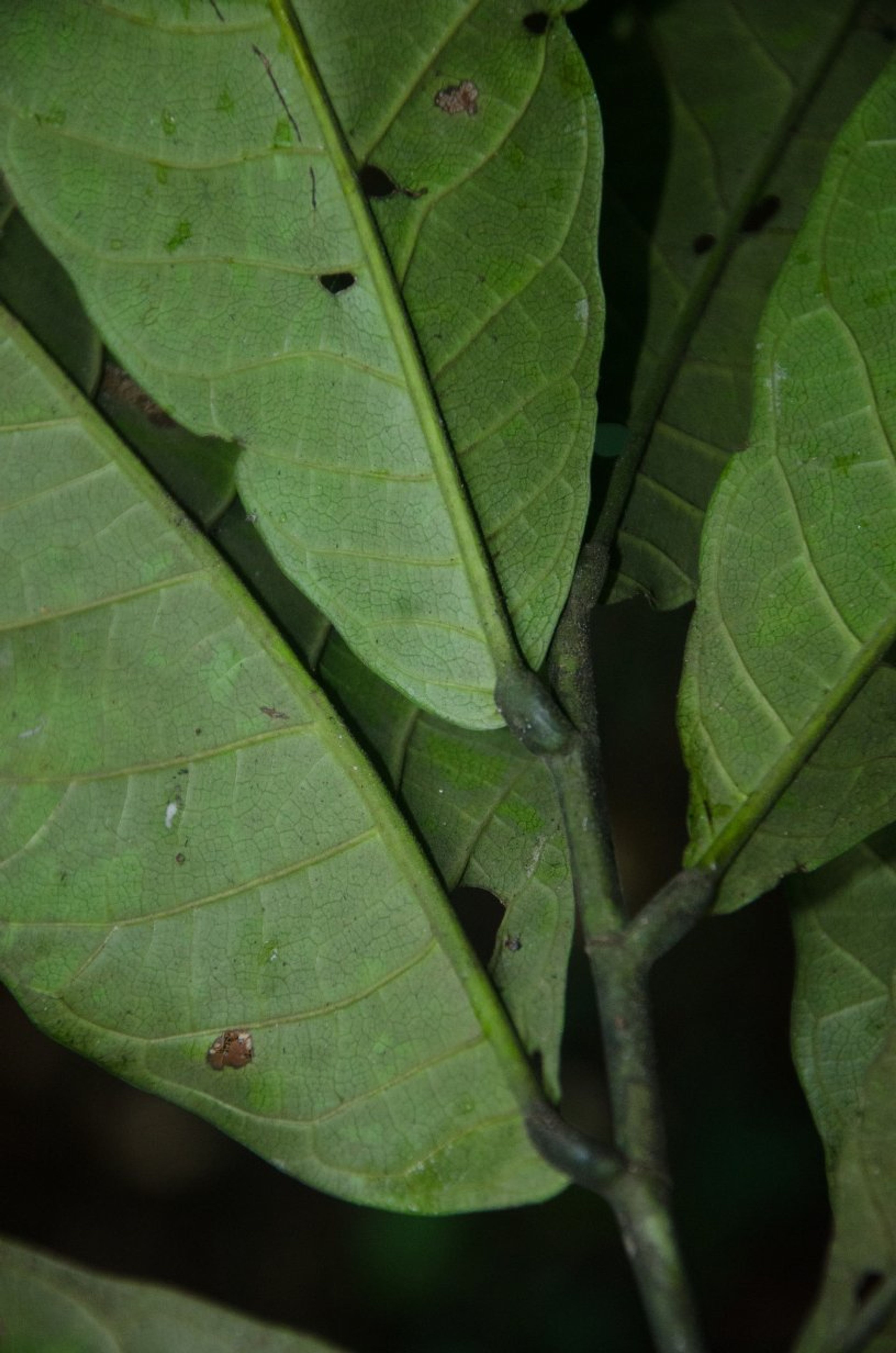 Treculia africana - 87