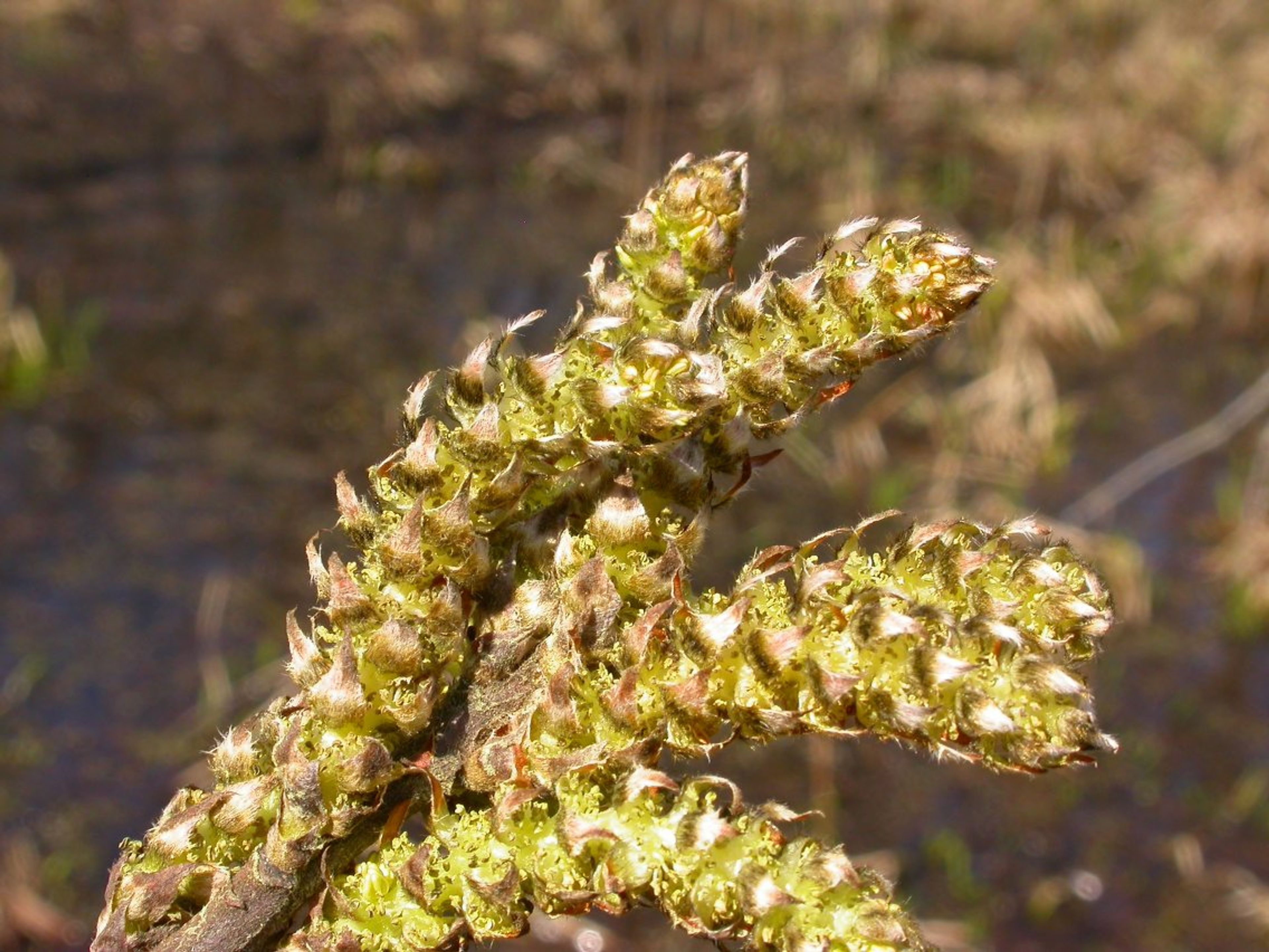 Leitneria floridana - 117