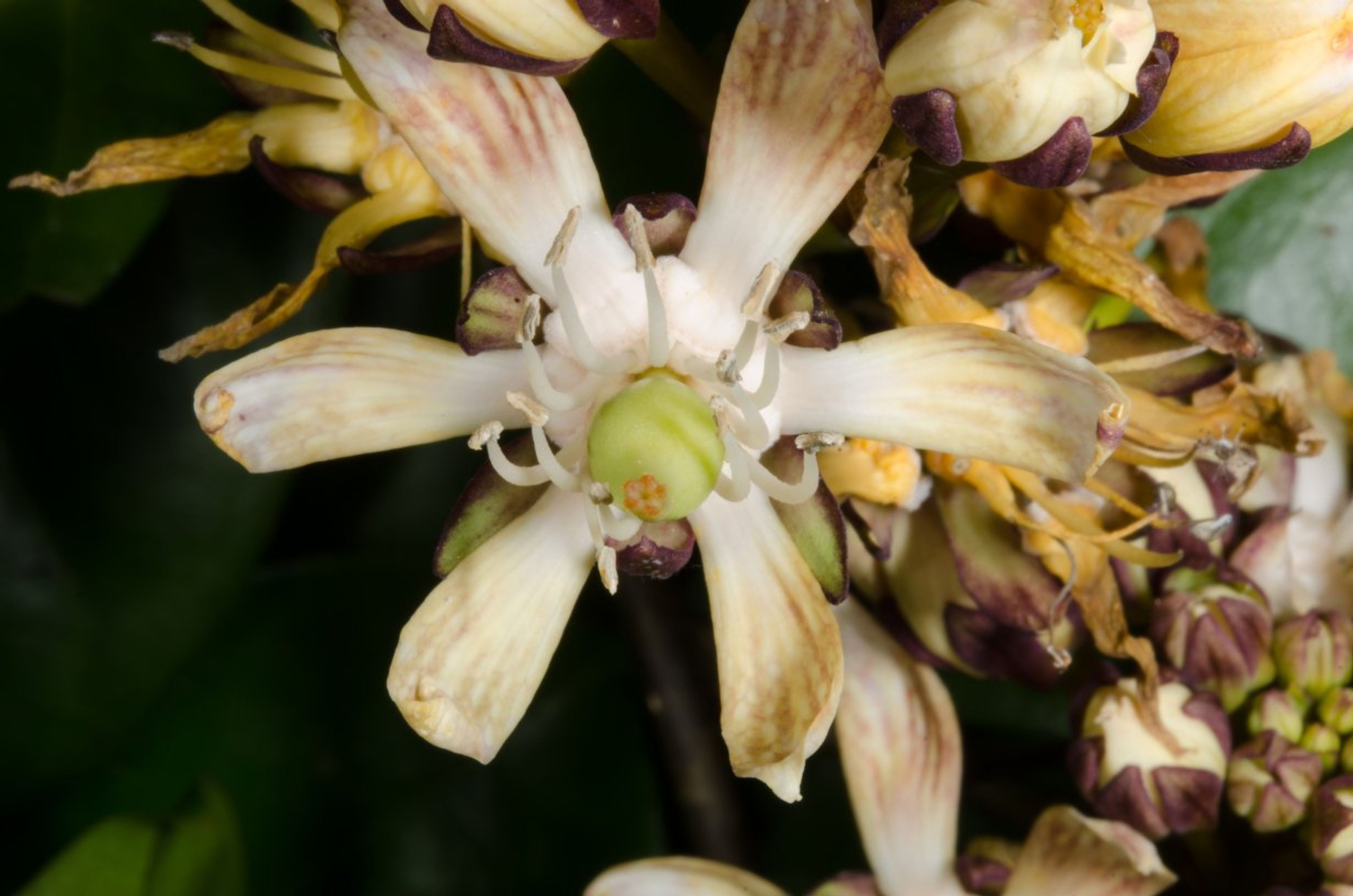 Pentadiplandra brazzeana - 93