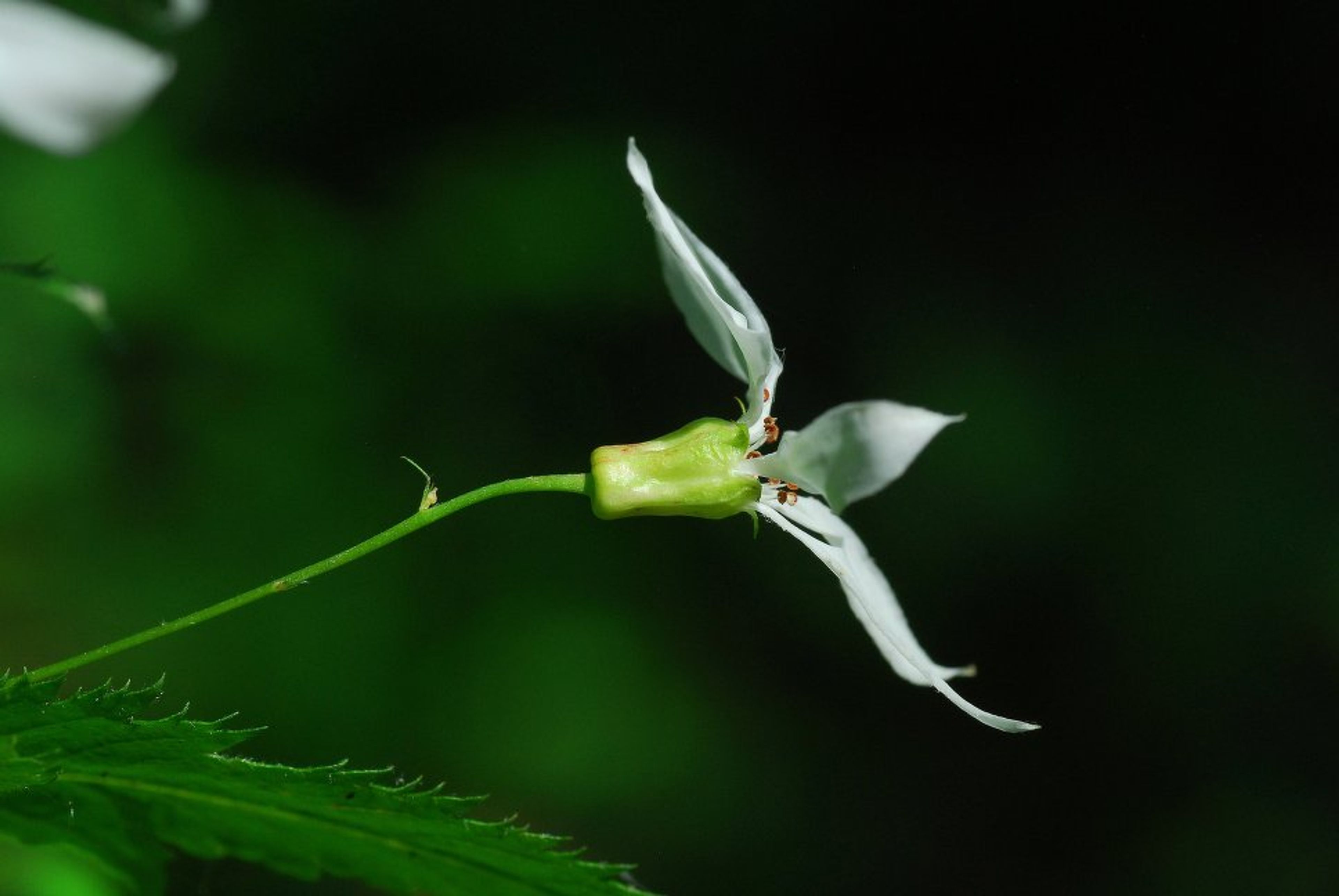 Gillenia stipulata - 101