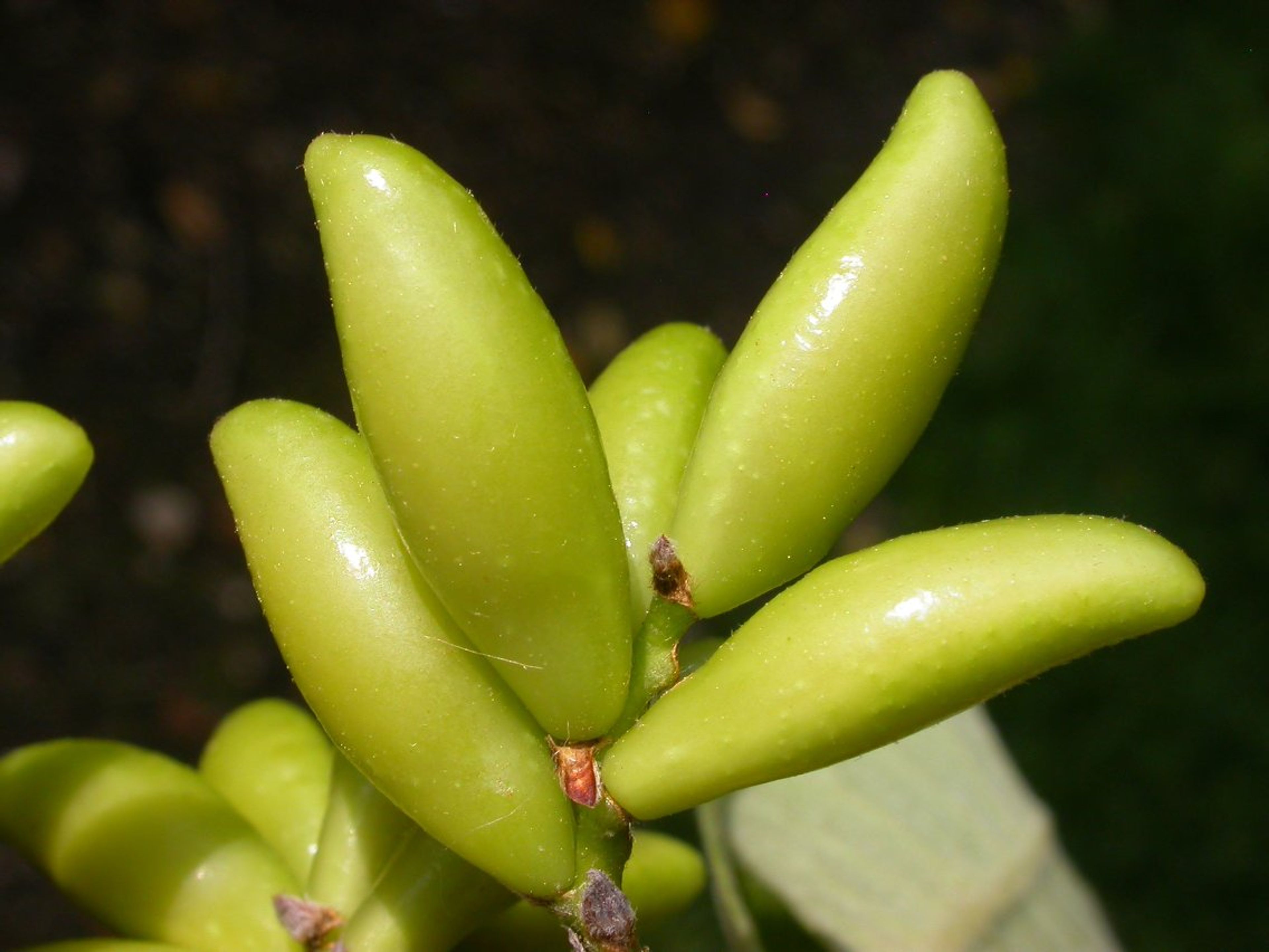 Leitneria floridana - 265
