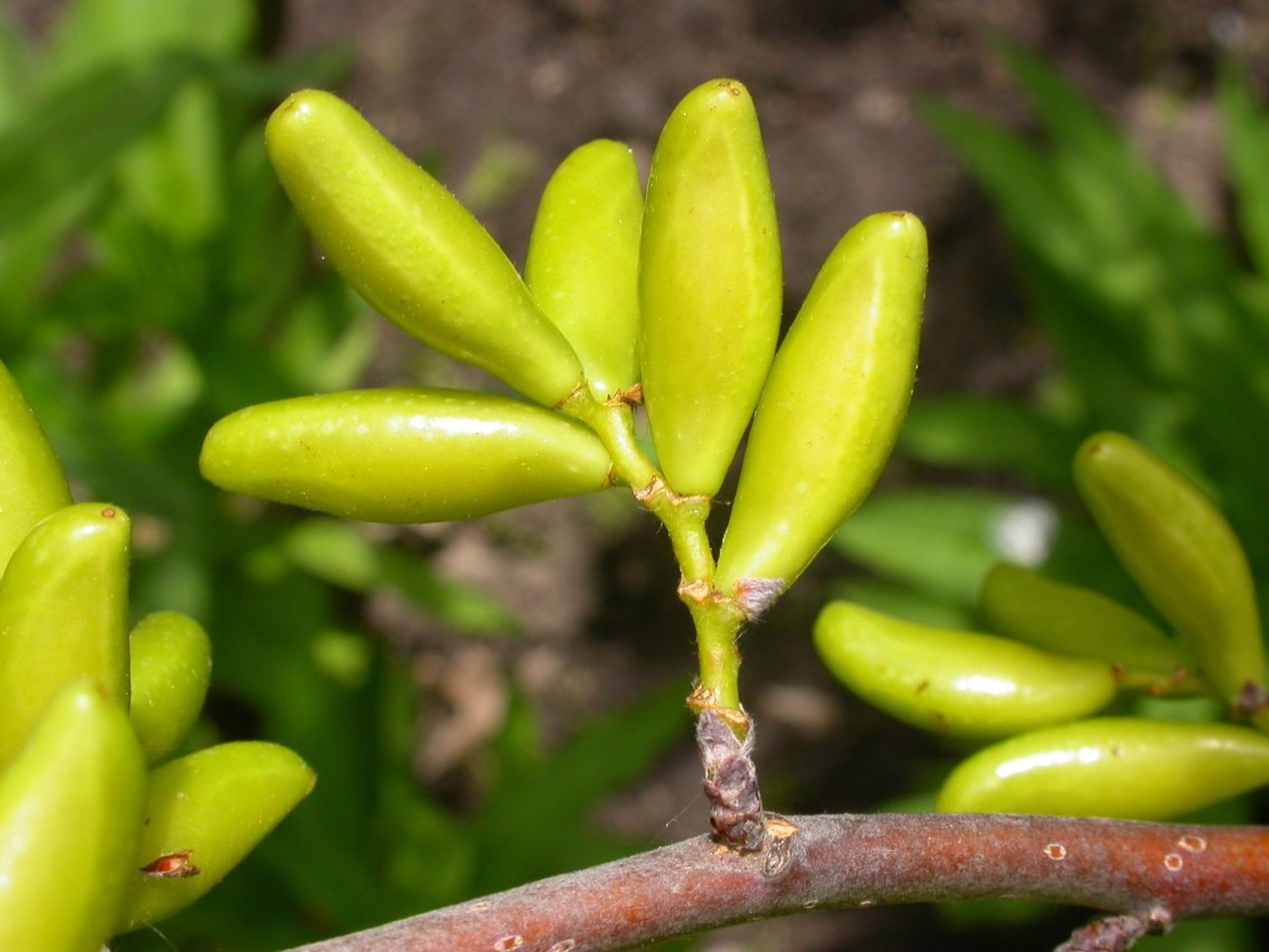 Leitneria floridana - 38