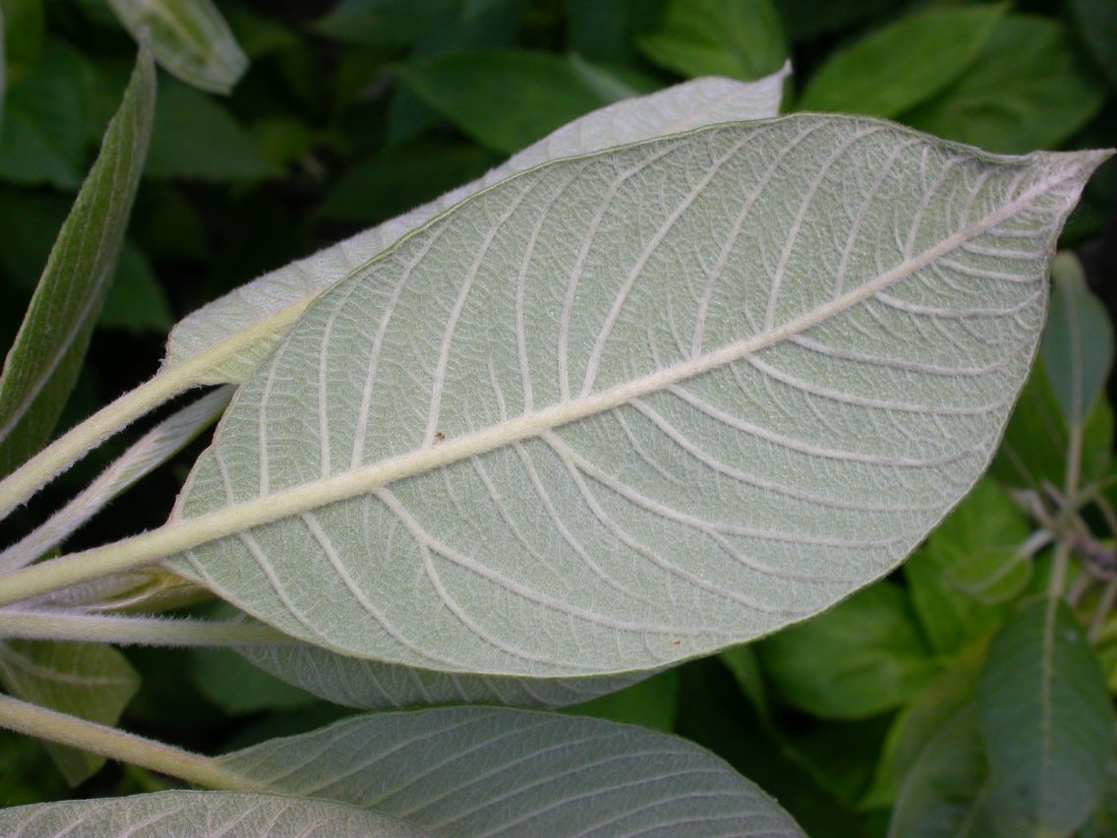Leitneria floridana - 144
