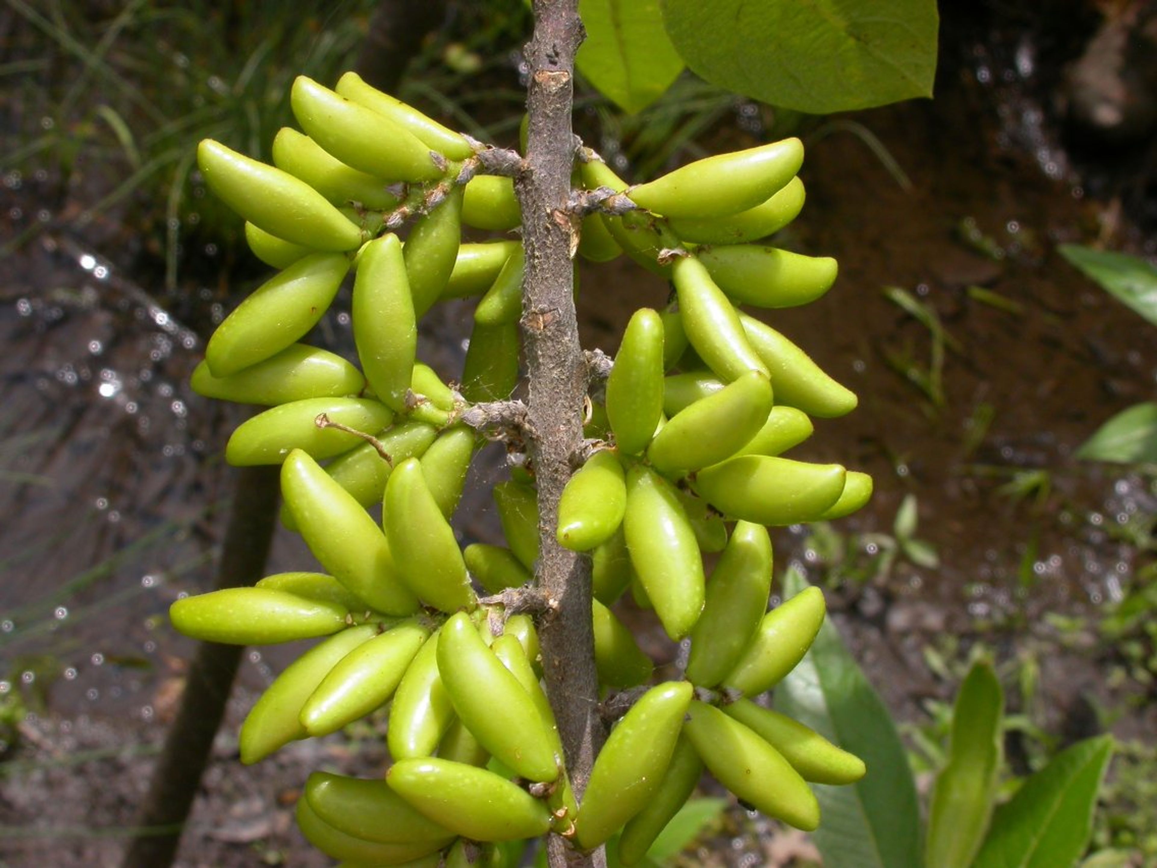 Leitneria floridana - 105