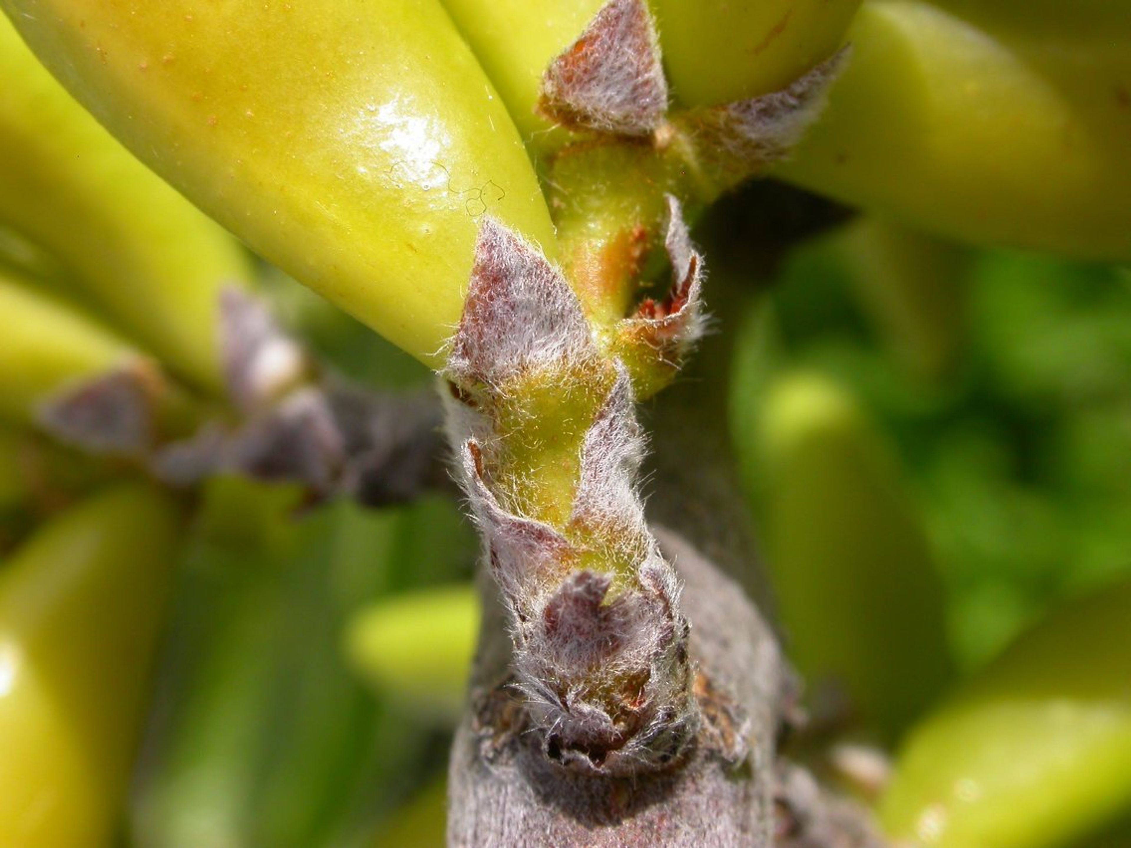 Leitneria floridana - 107