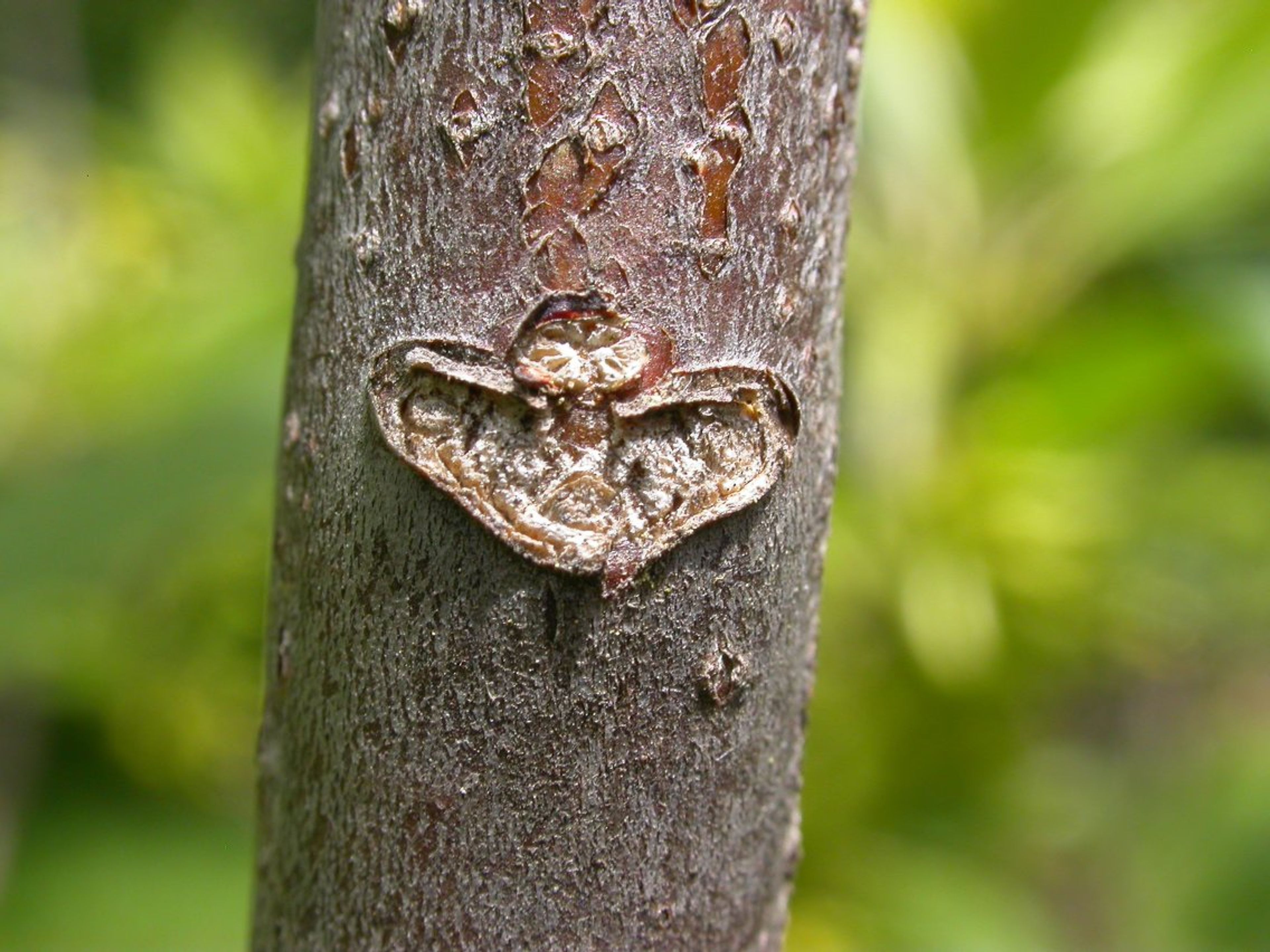 Leitneria floridana - 155