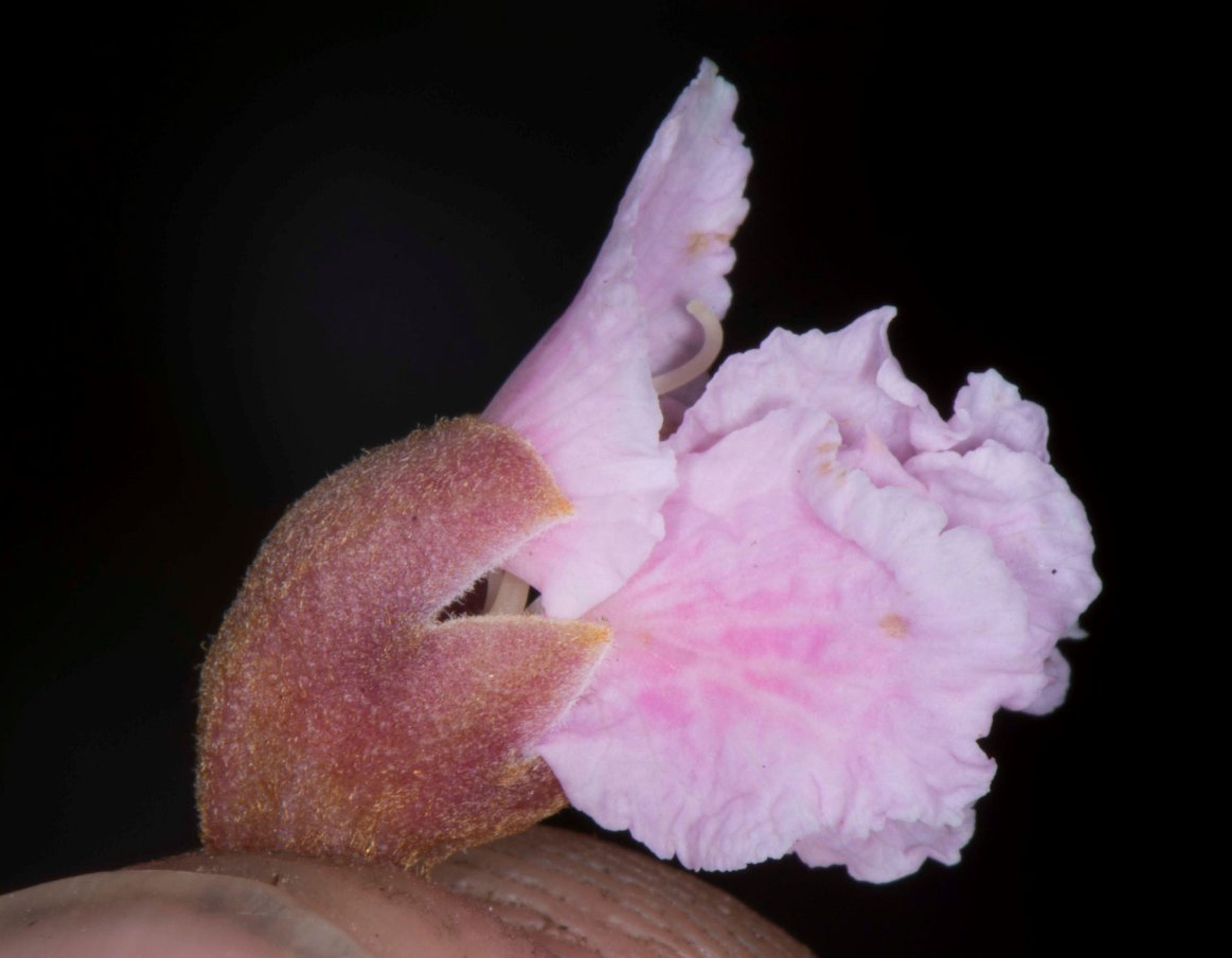 Diplotropis purpurea - 142