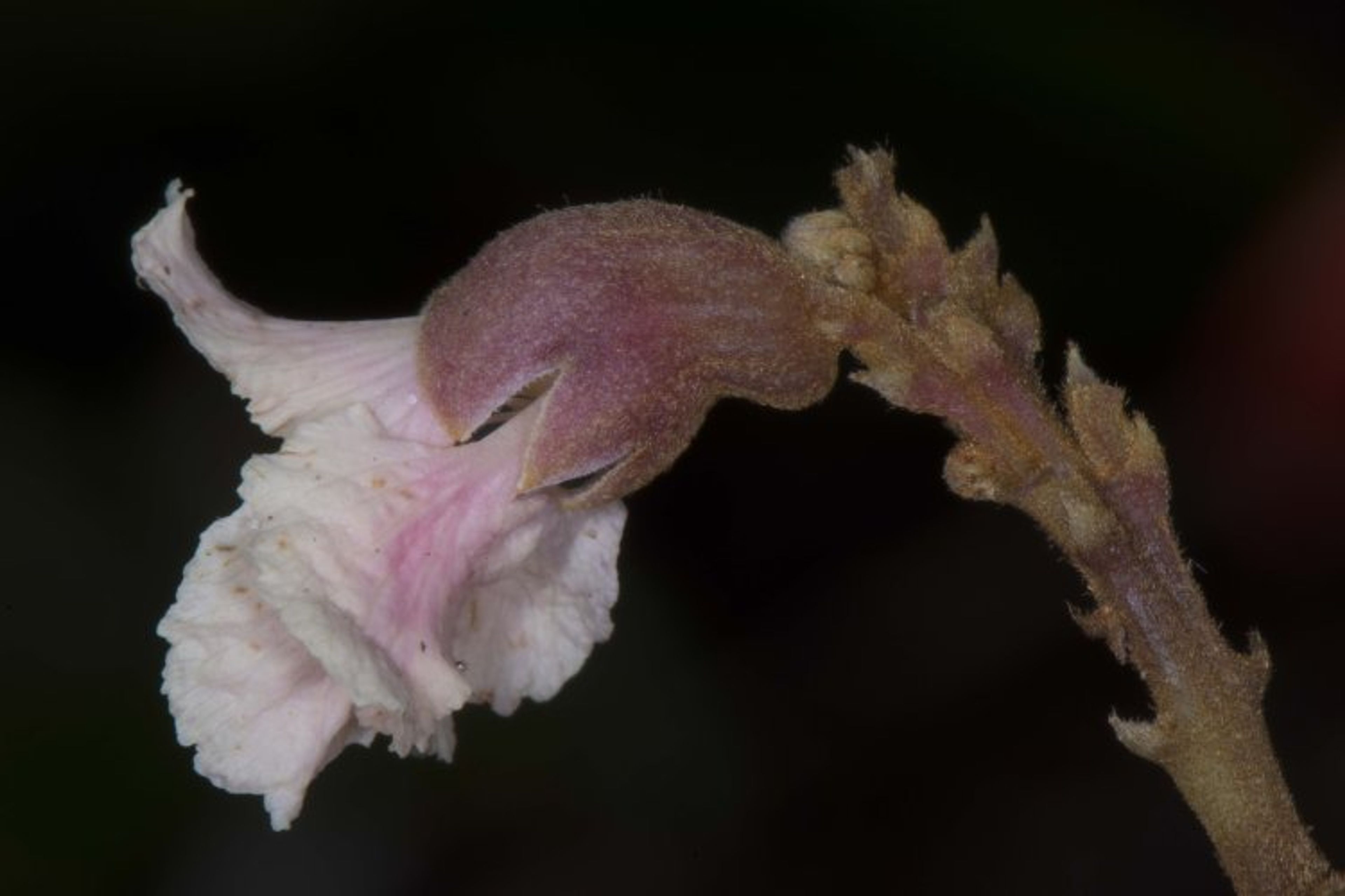 Diplotropis purpurea - 105