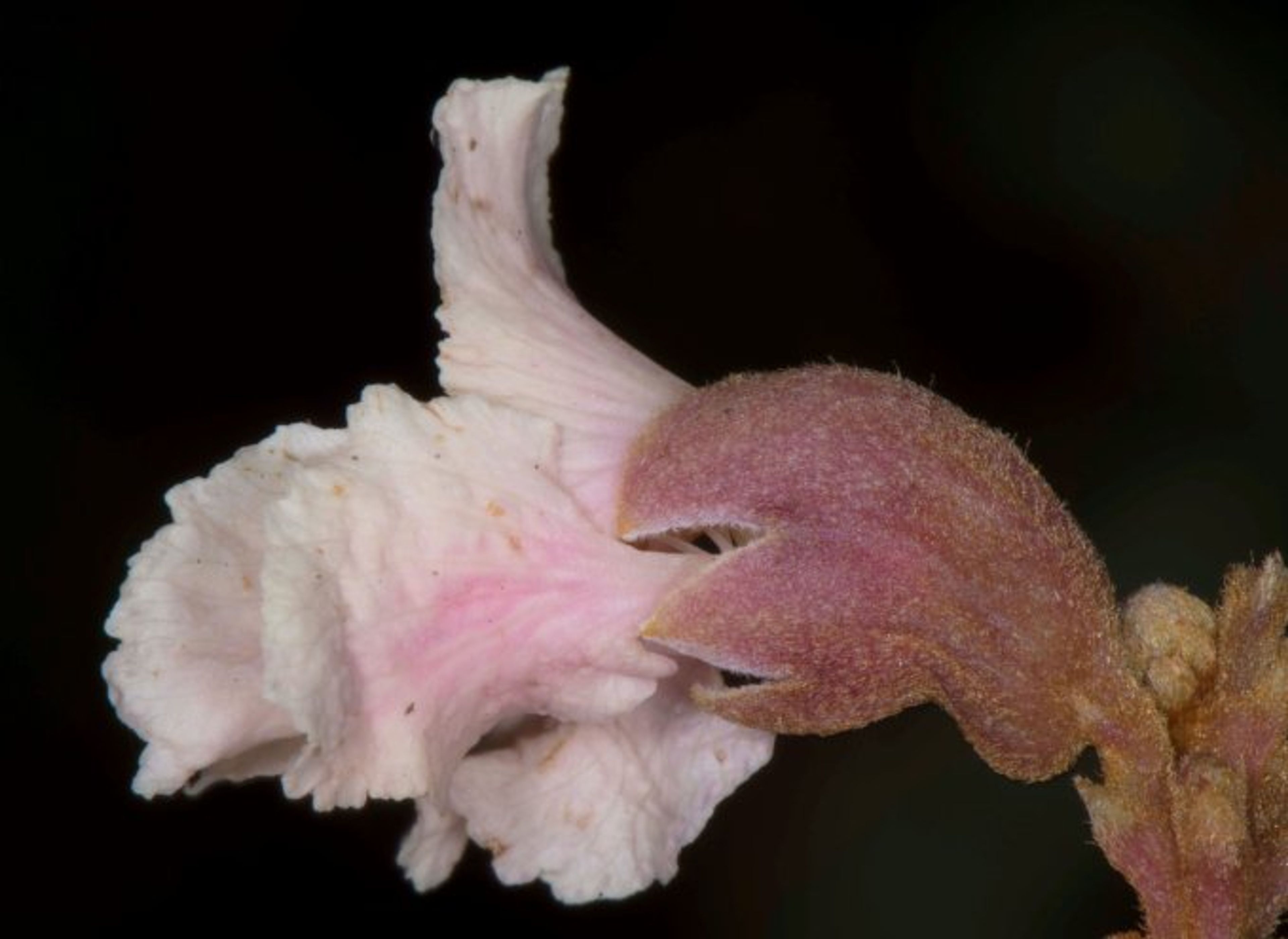 Diplotropis purpurea - 140
