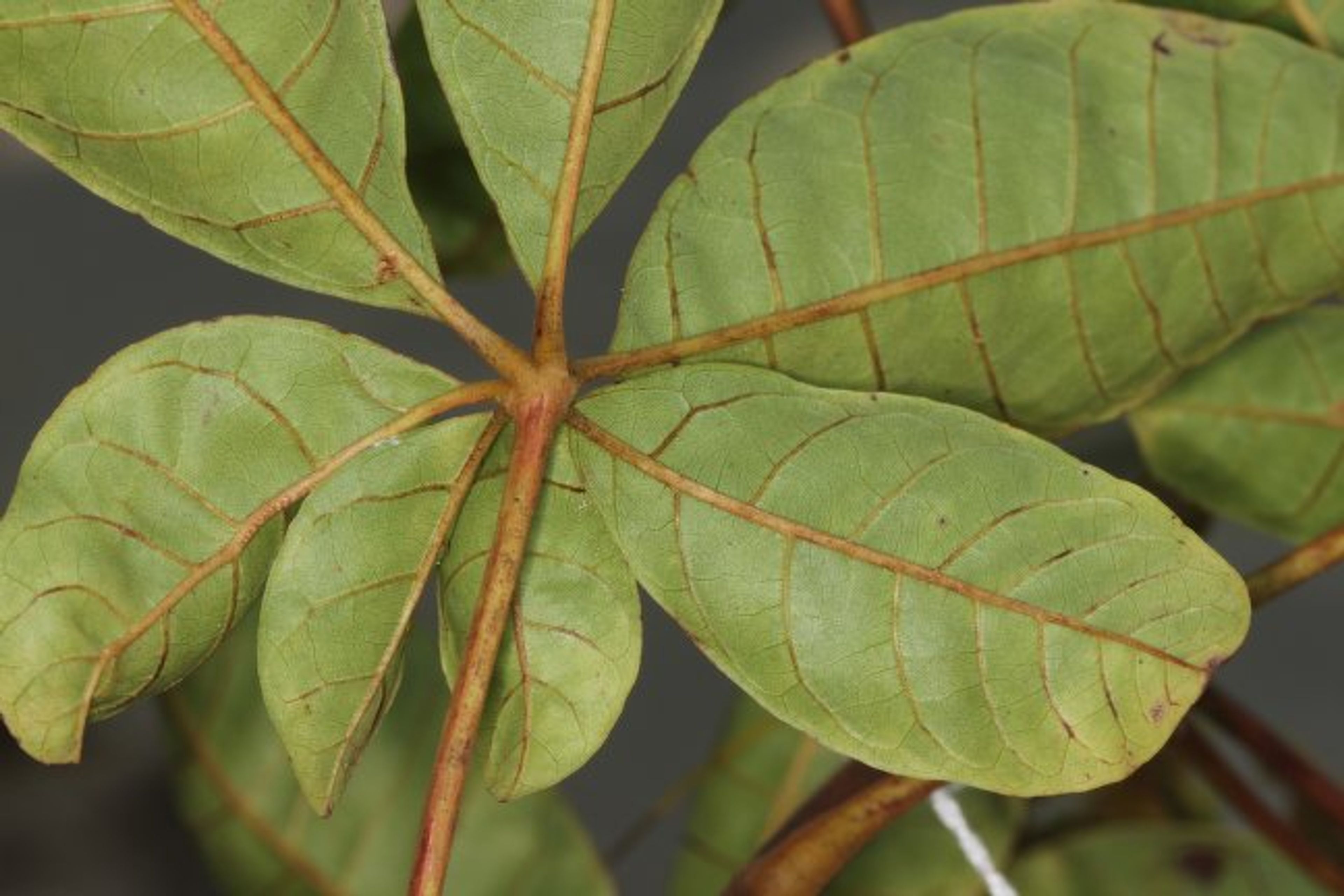 Vitex doniana - 99