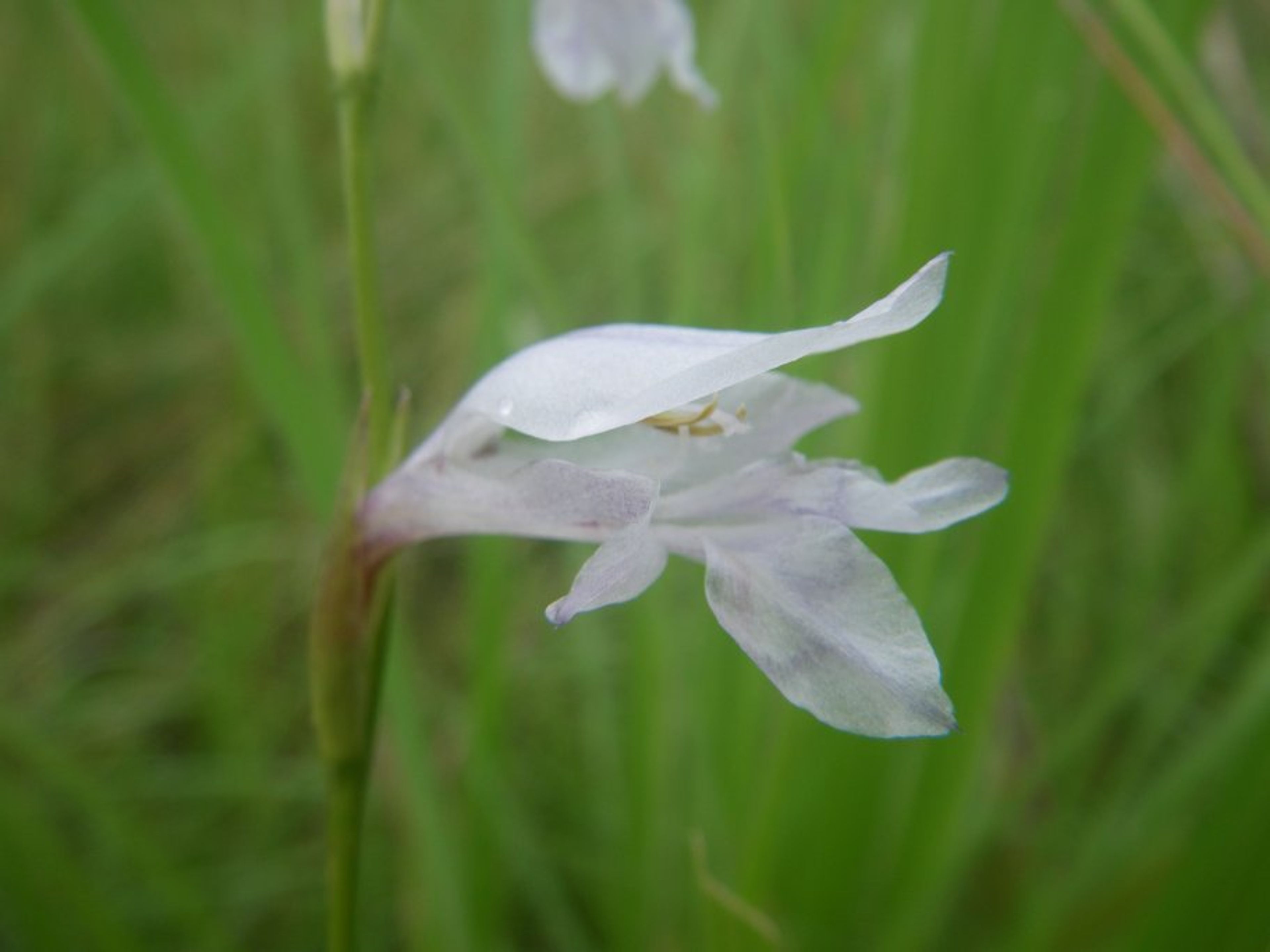 Gladiolus unguiculatus - 143