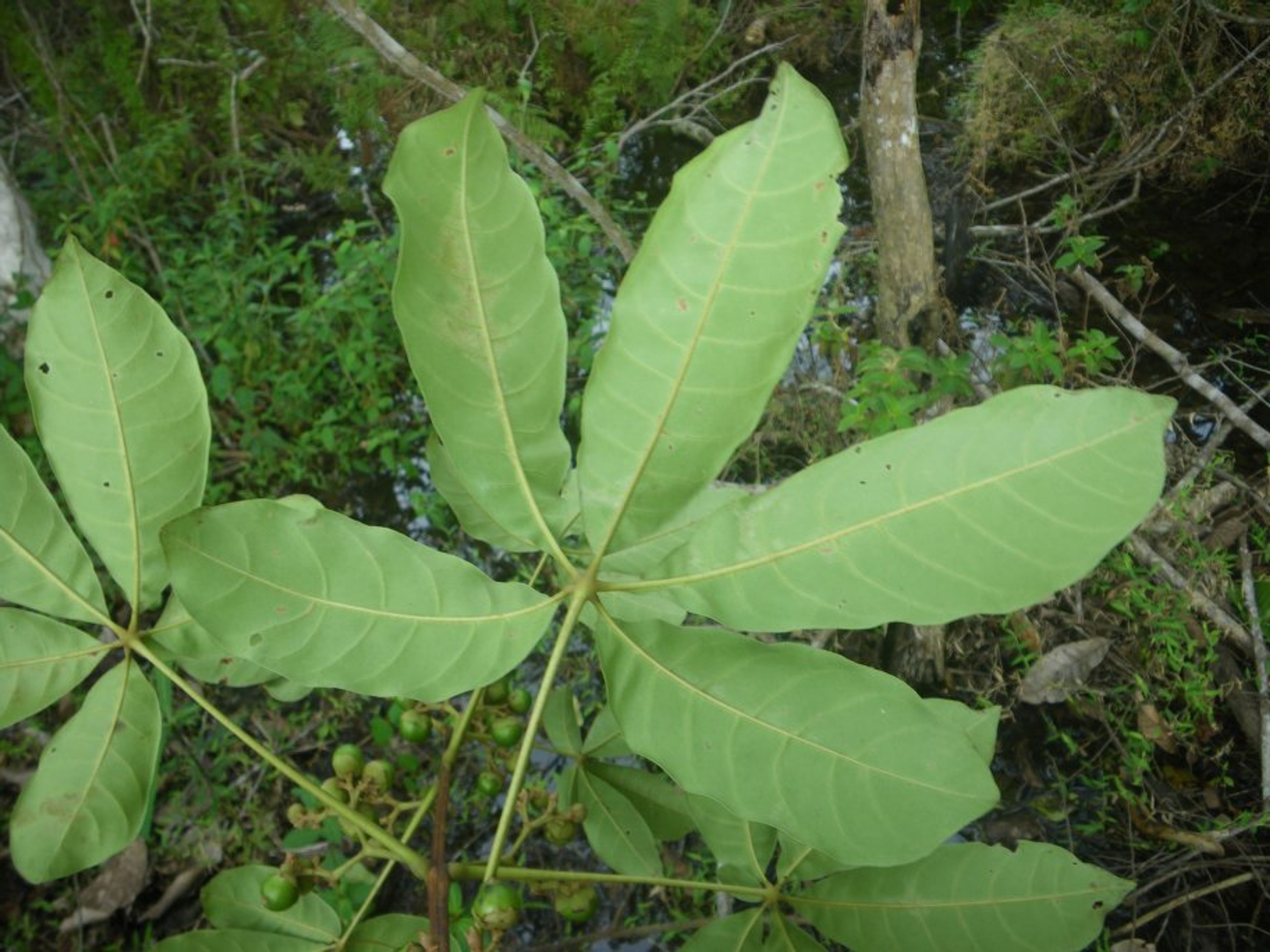 Vitex doniana - 91
