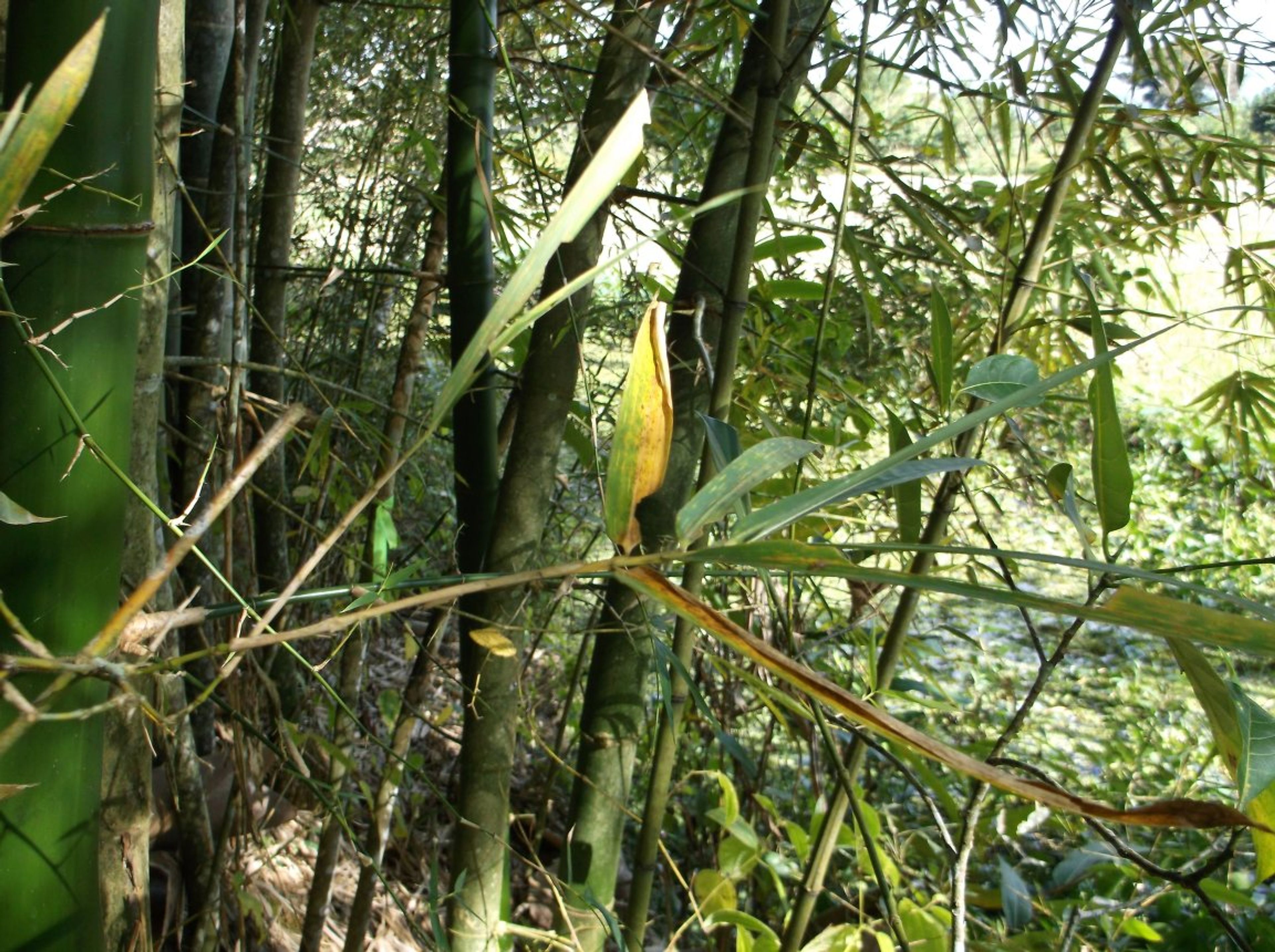 Dendrocalamus strictus - 10