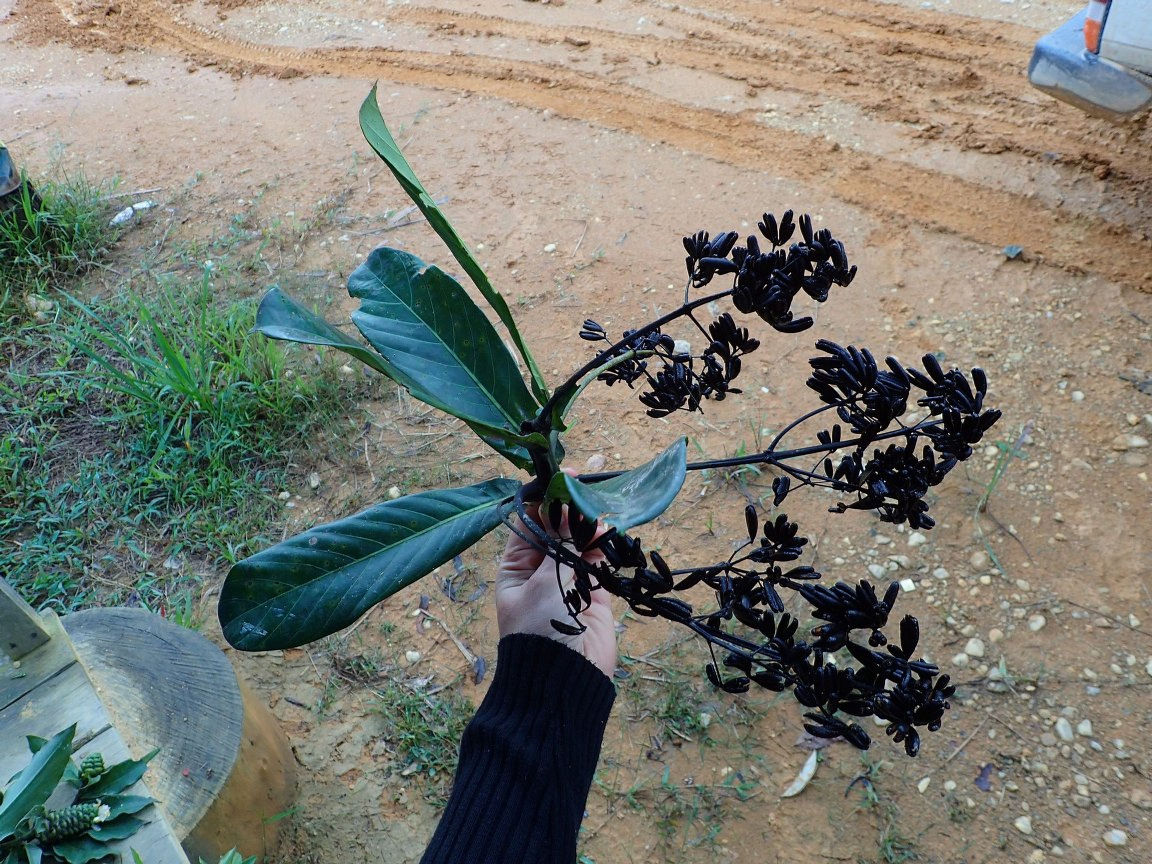Corynanthe - 89