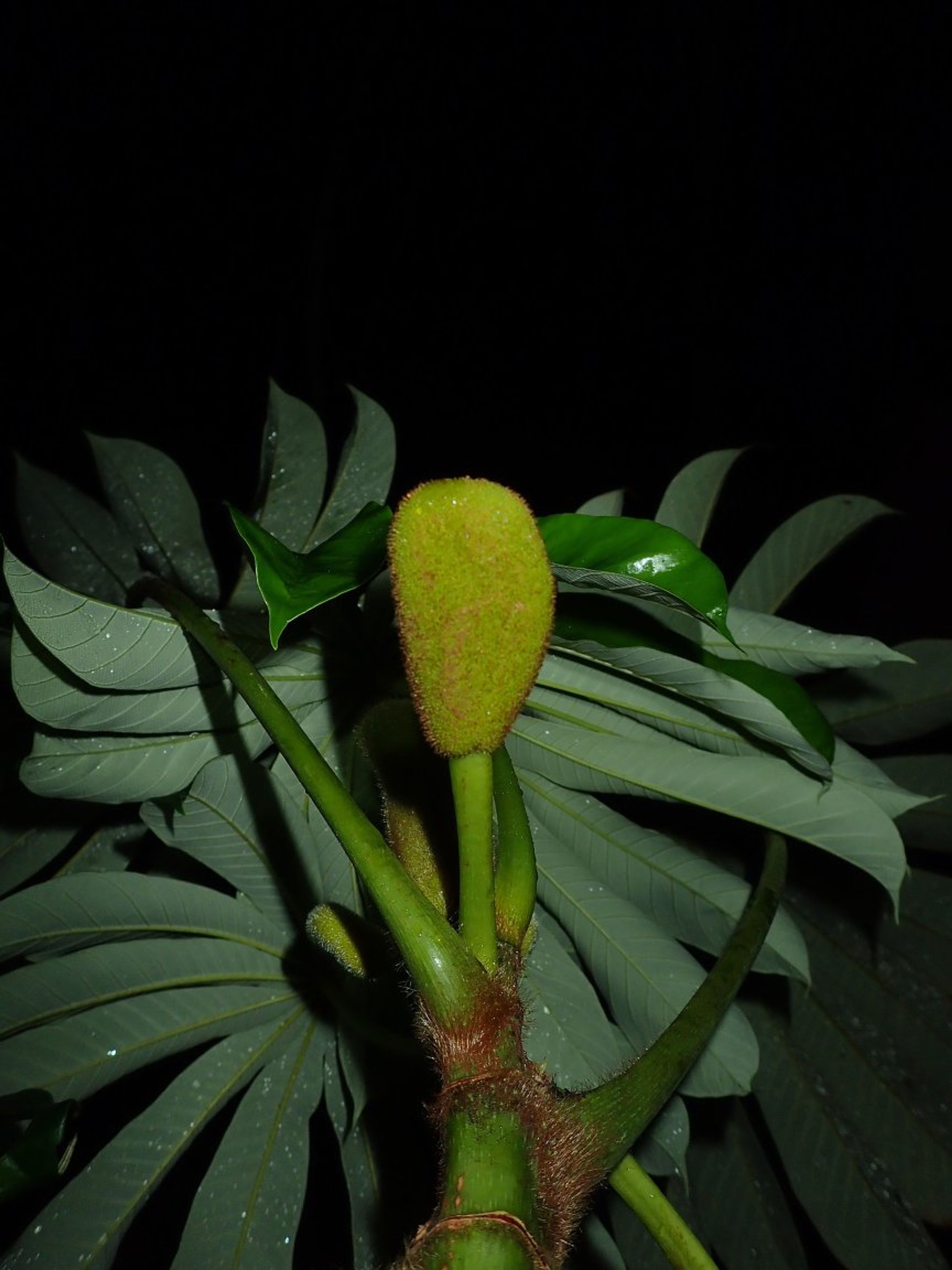 Musanga cecropioides - 21