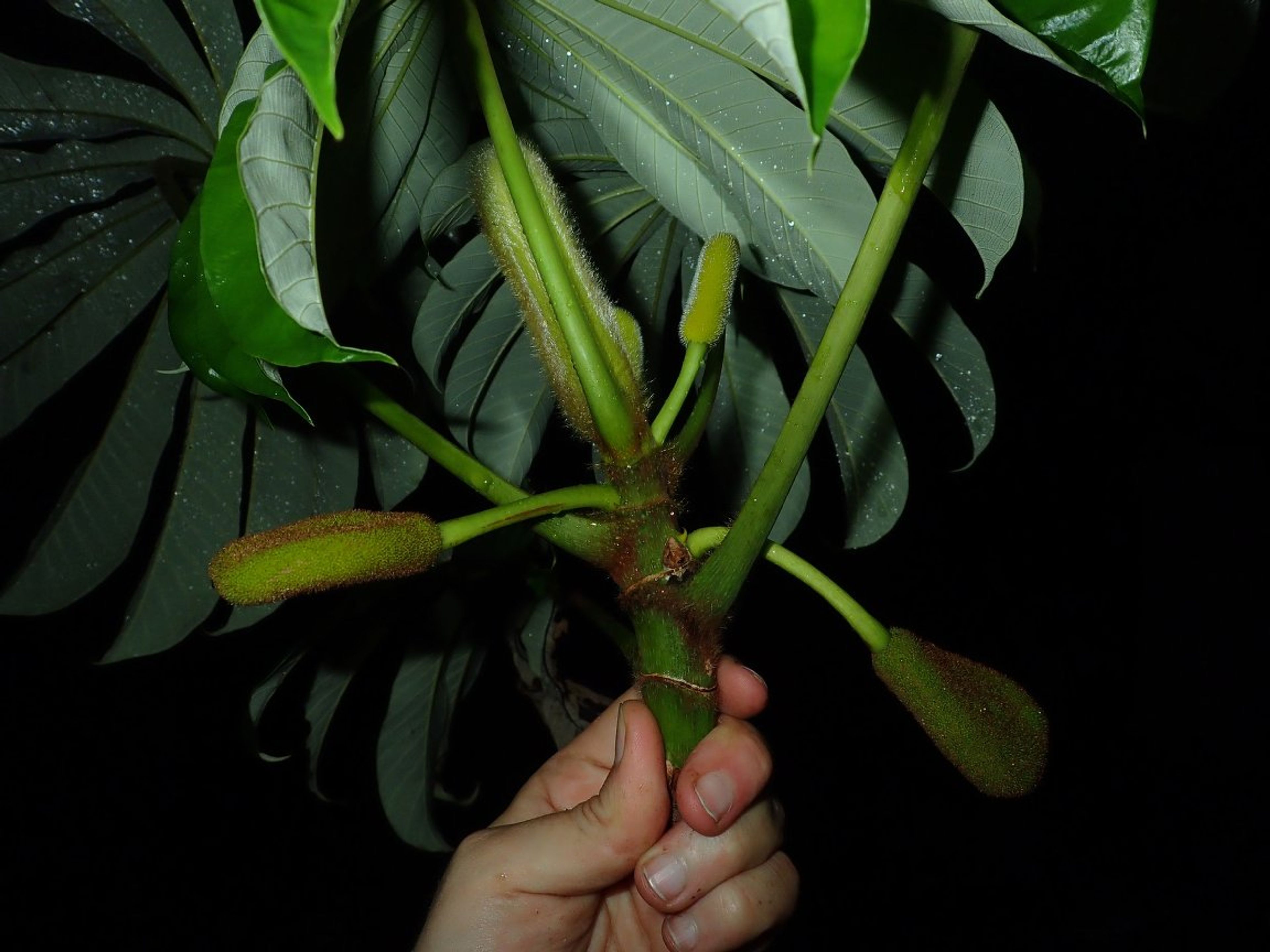 Musanga cecropioides - 151