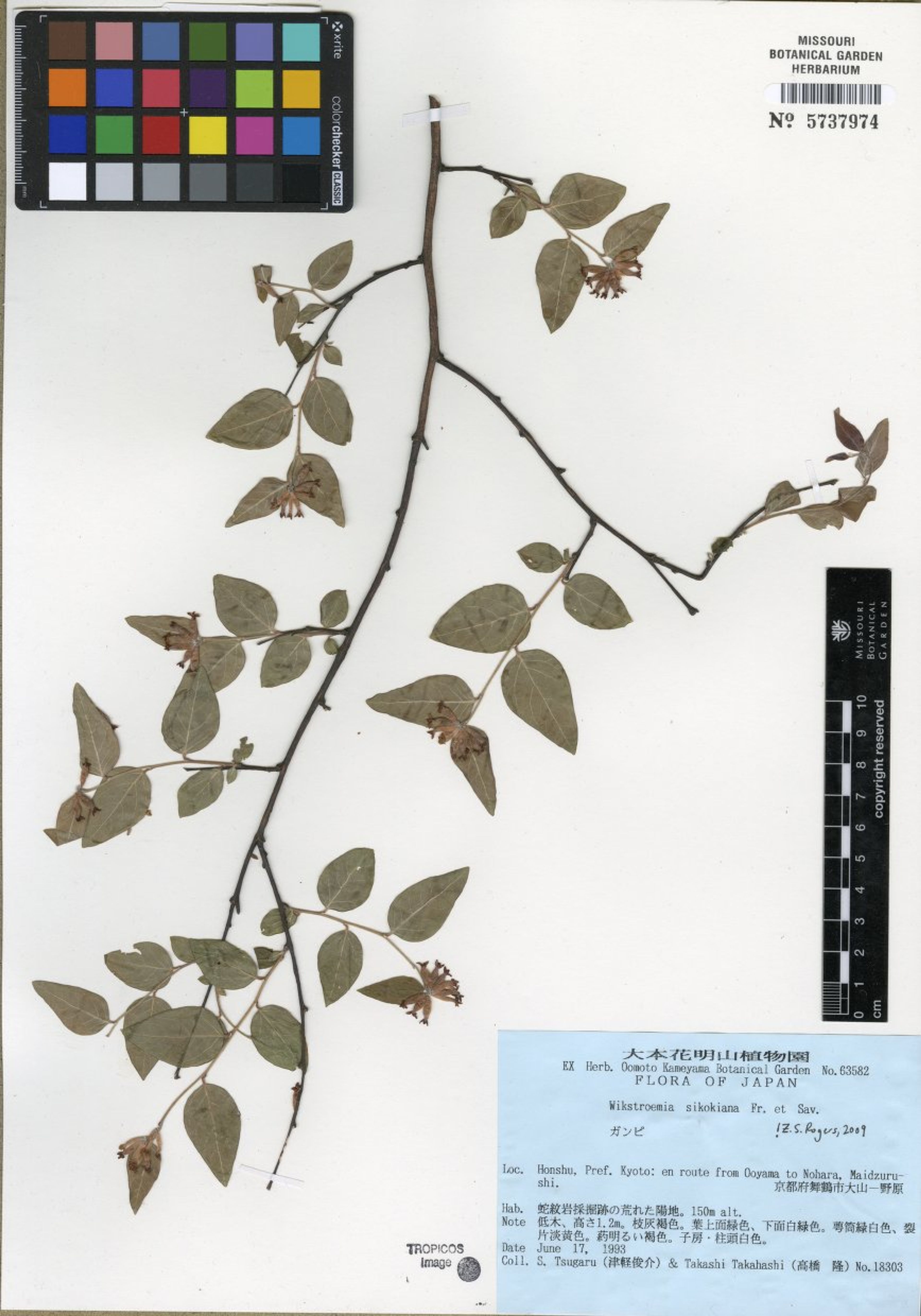 Wikstroemia sikokiana - 47