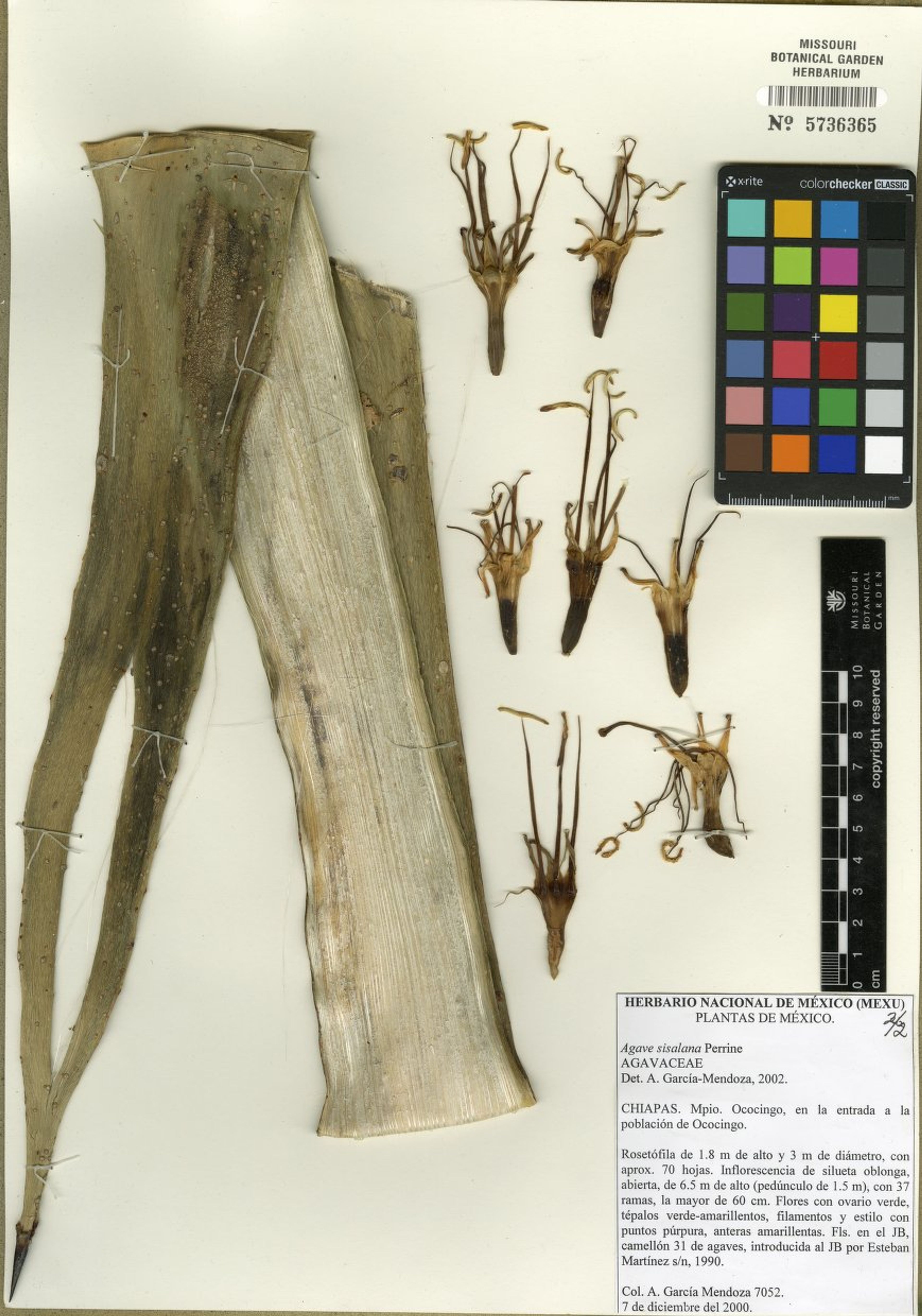 Agave sisalana - 72