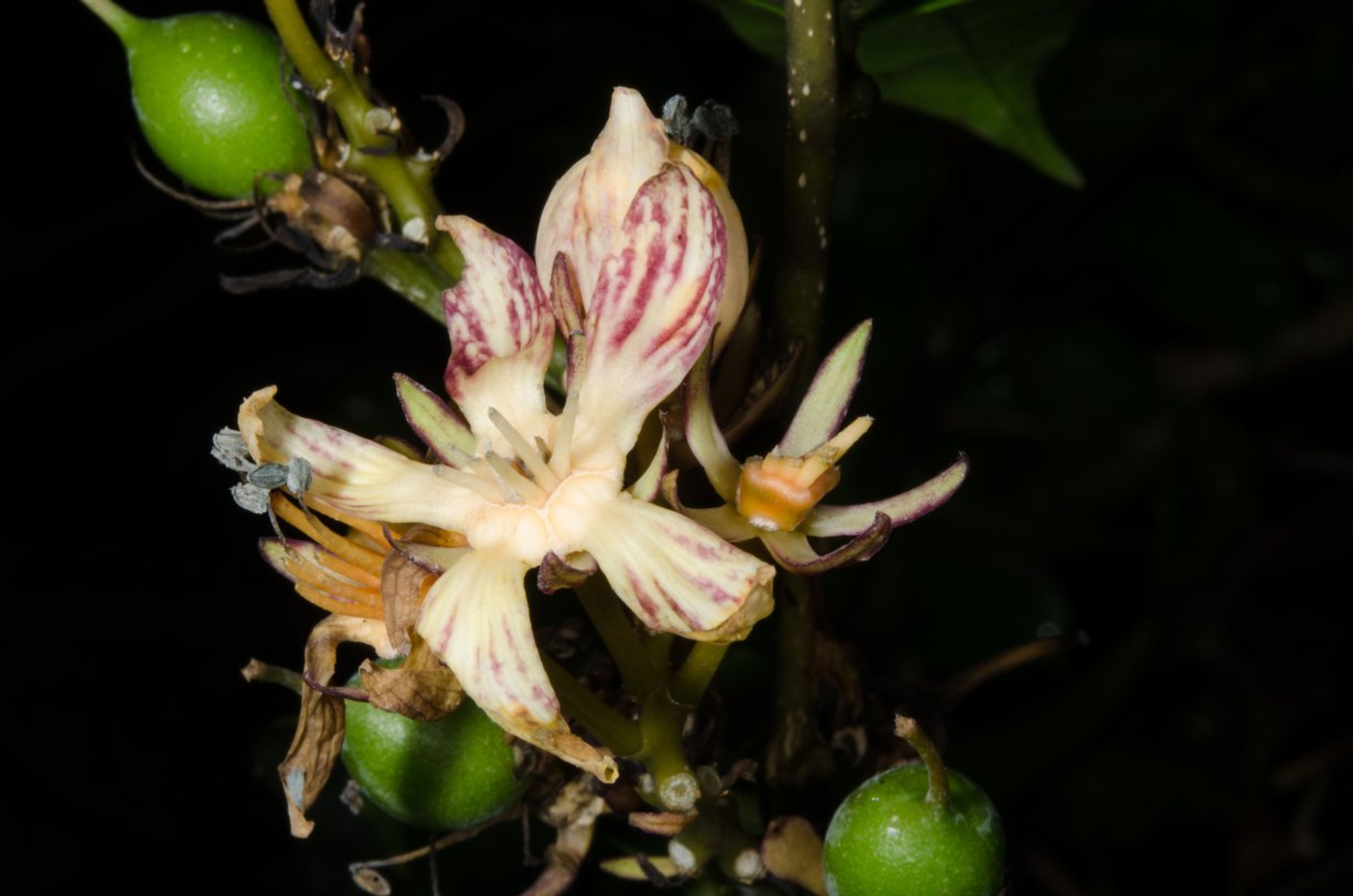 Pentadiplandra brazzeana - 16
