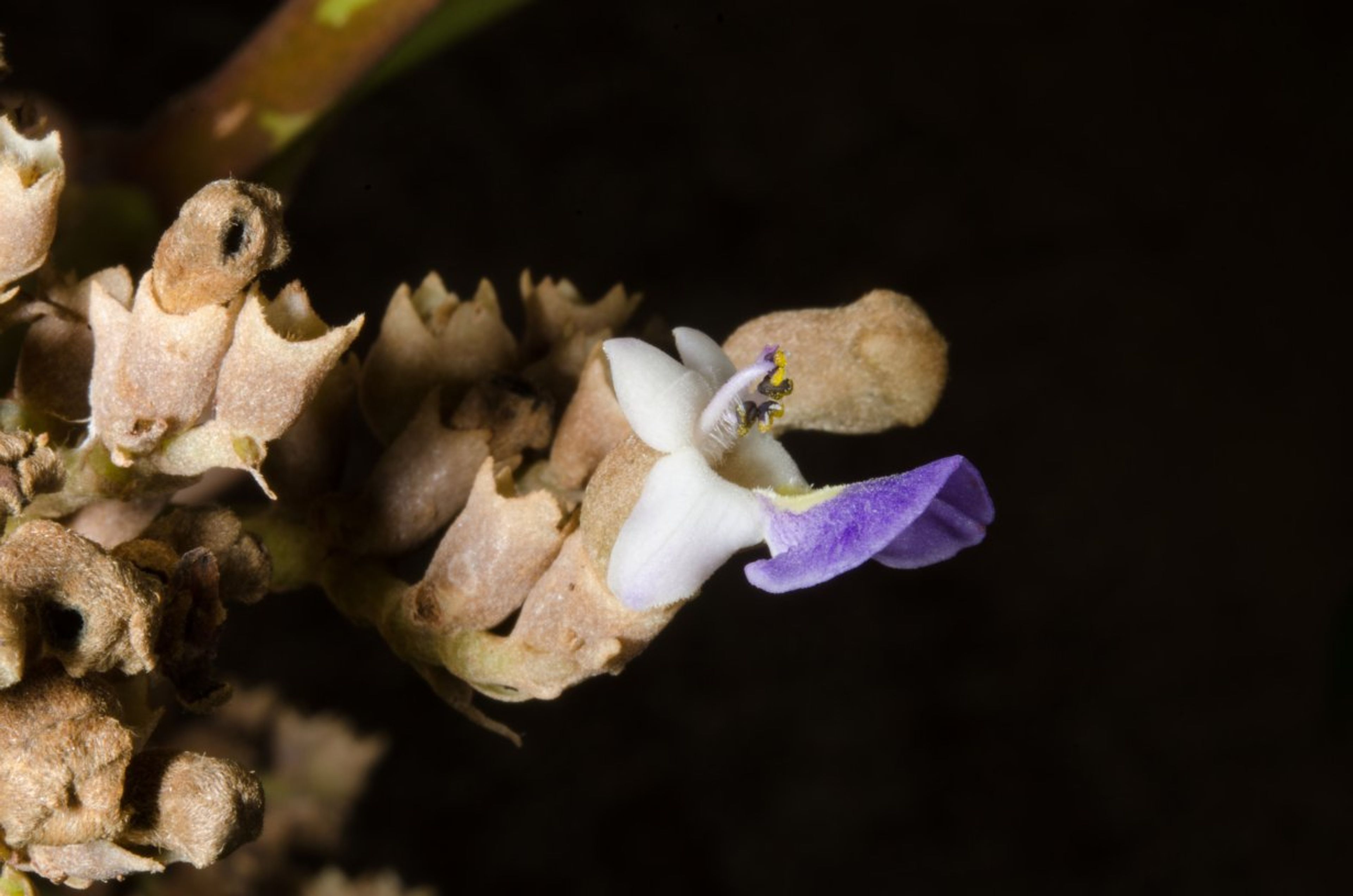 Vitex doniana - 47