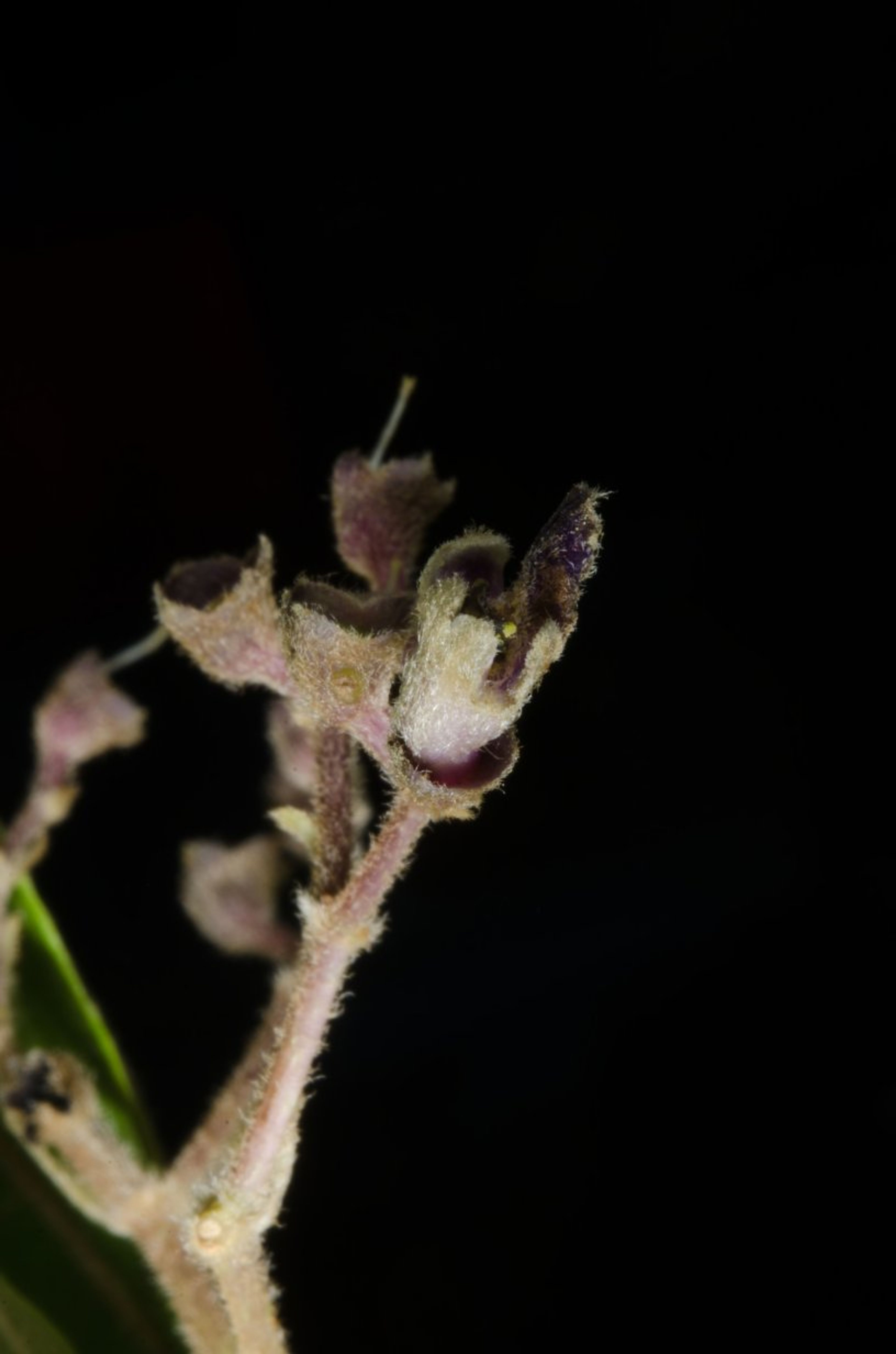 Vitex madiensis - 48
