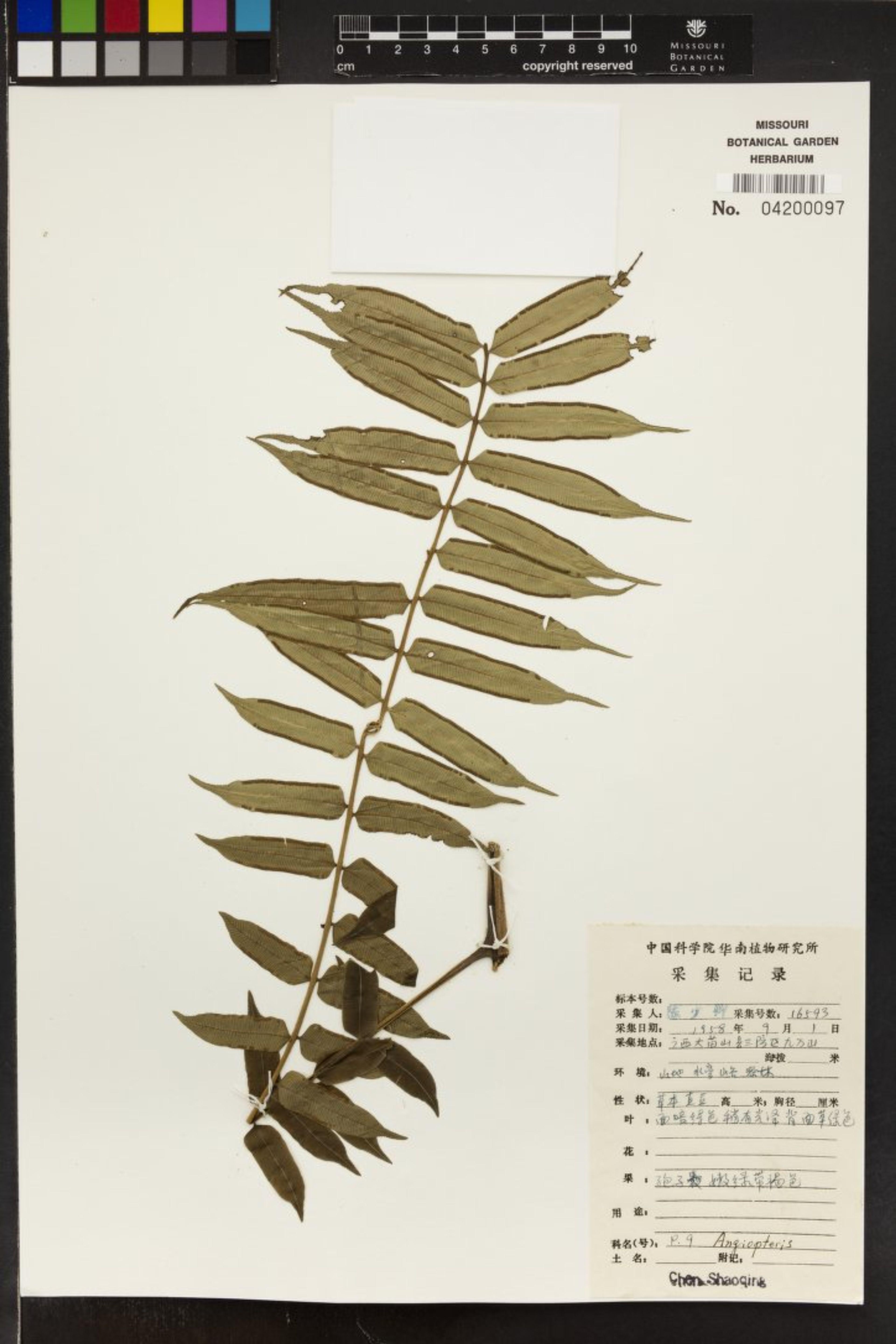 Angiopteris fokiensis - 122