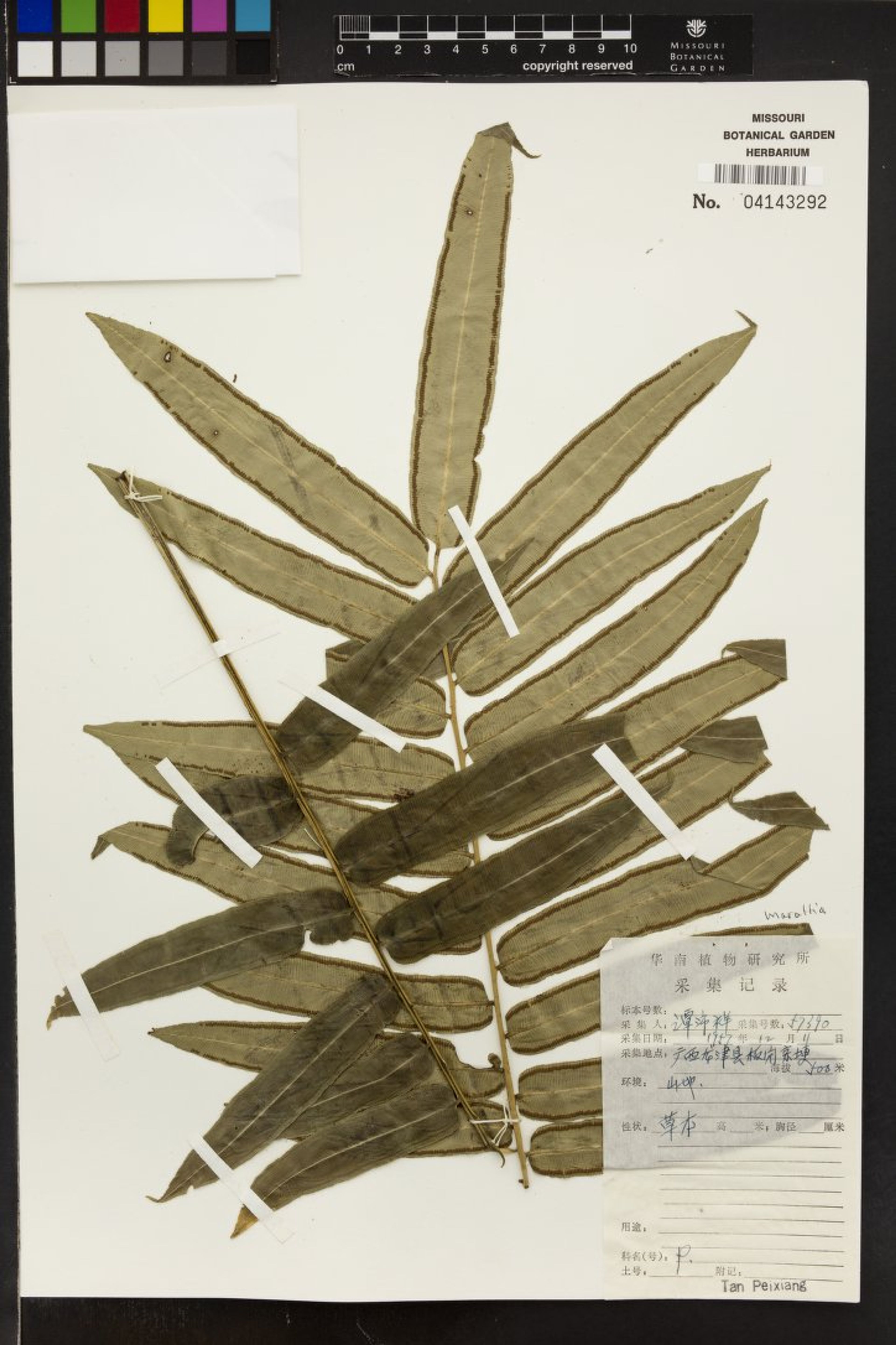 Angiopteris fokiensis - 75