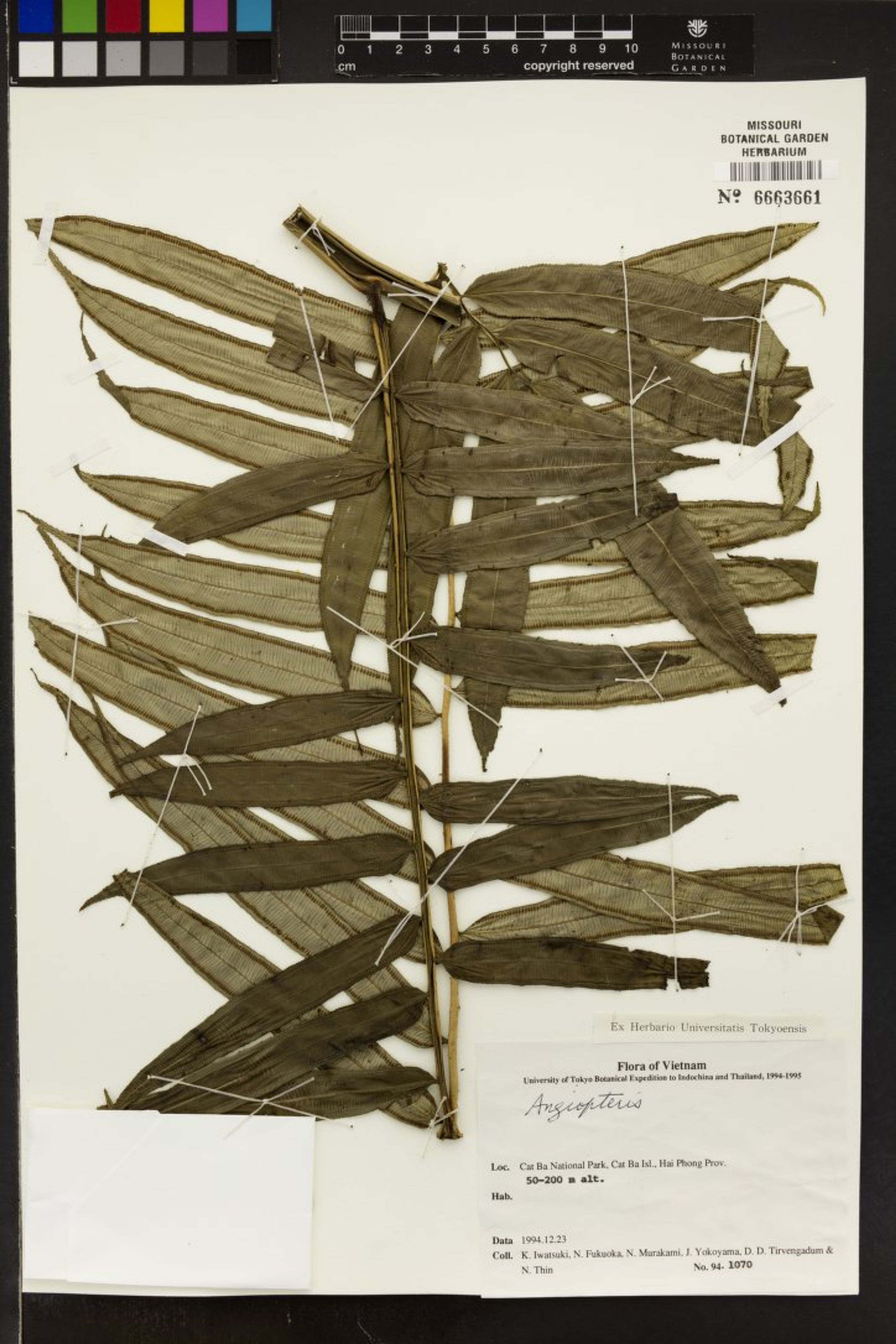 Angiopteris fokiensis - 32