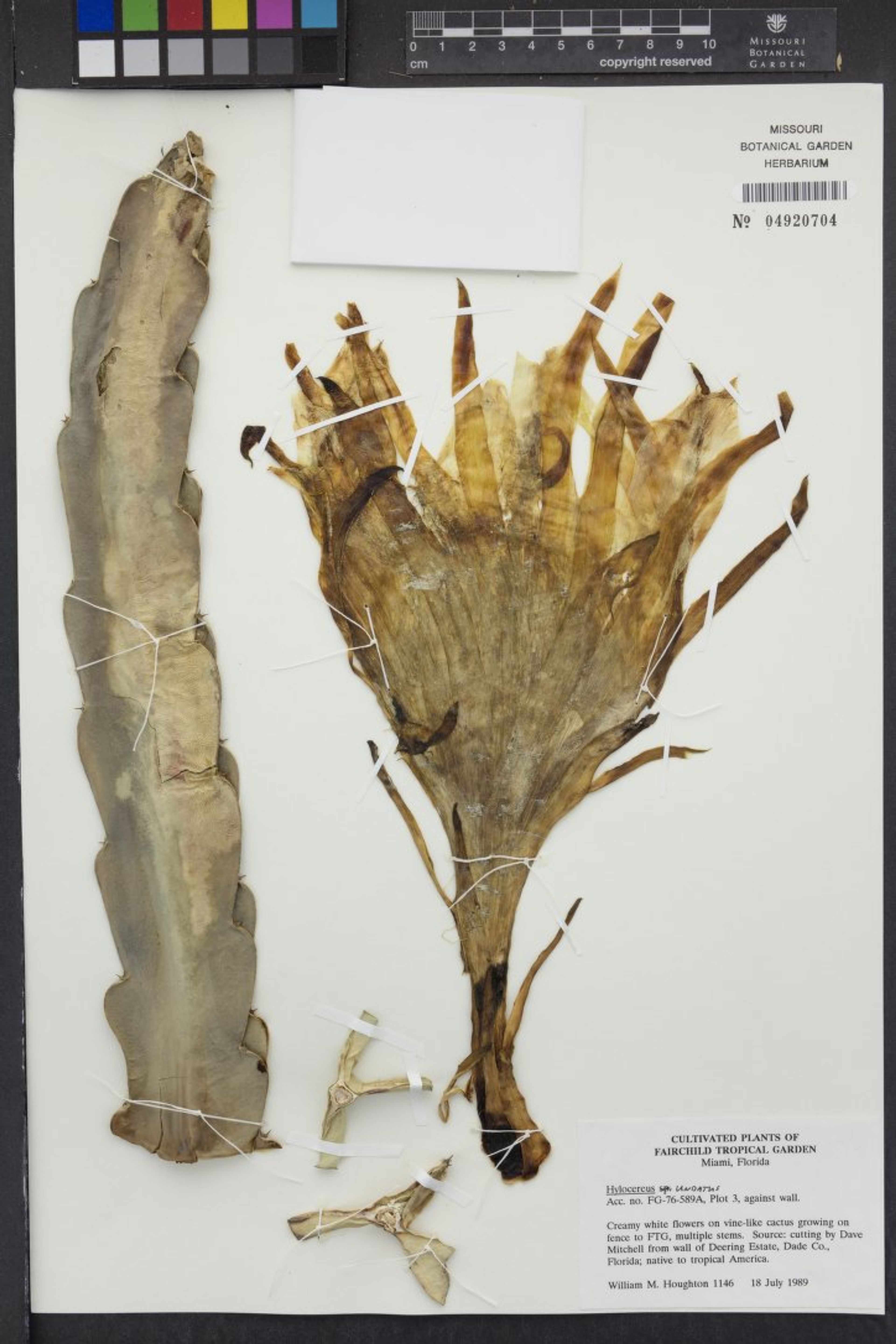 Hylocereus undatus - 78