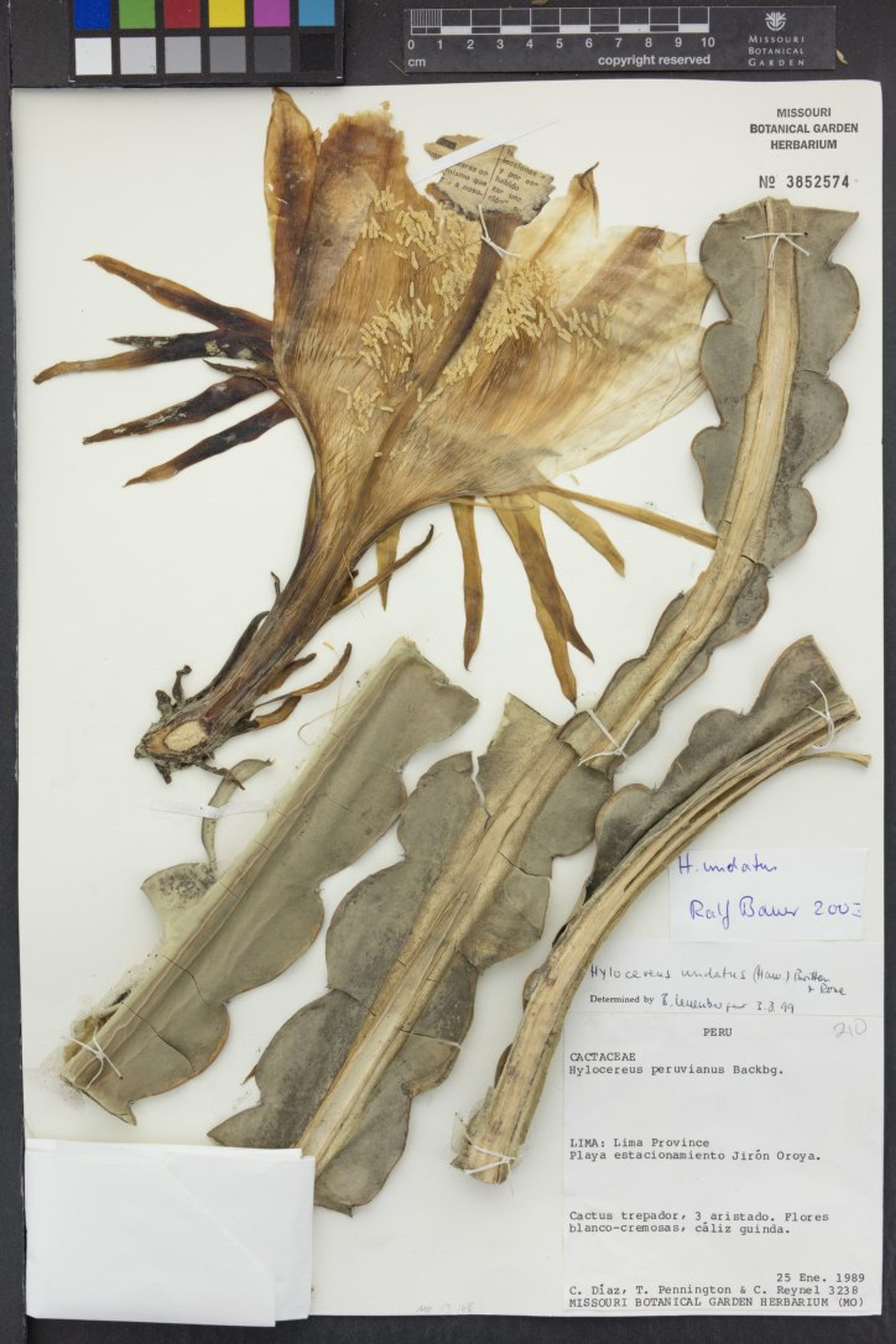 Hylocereus undatus - 76