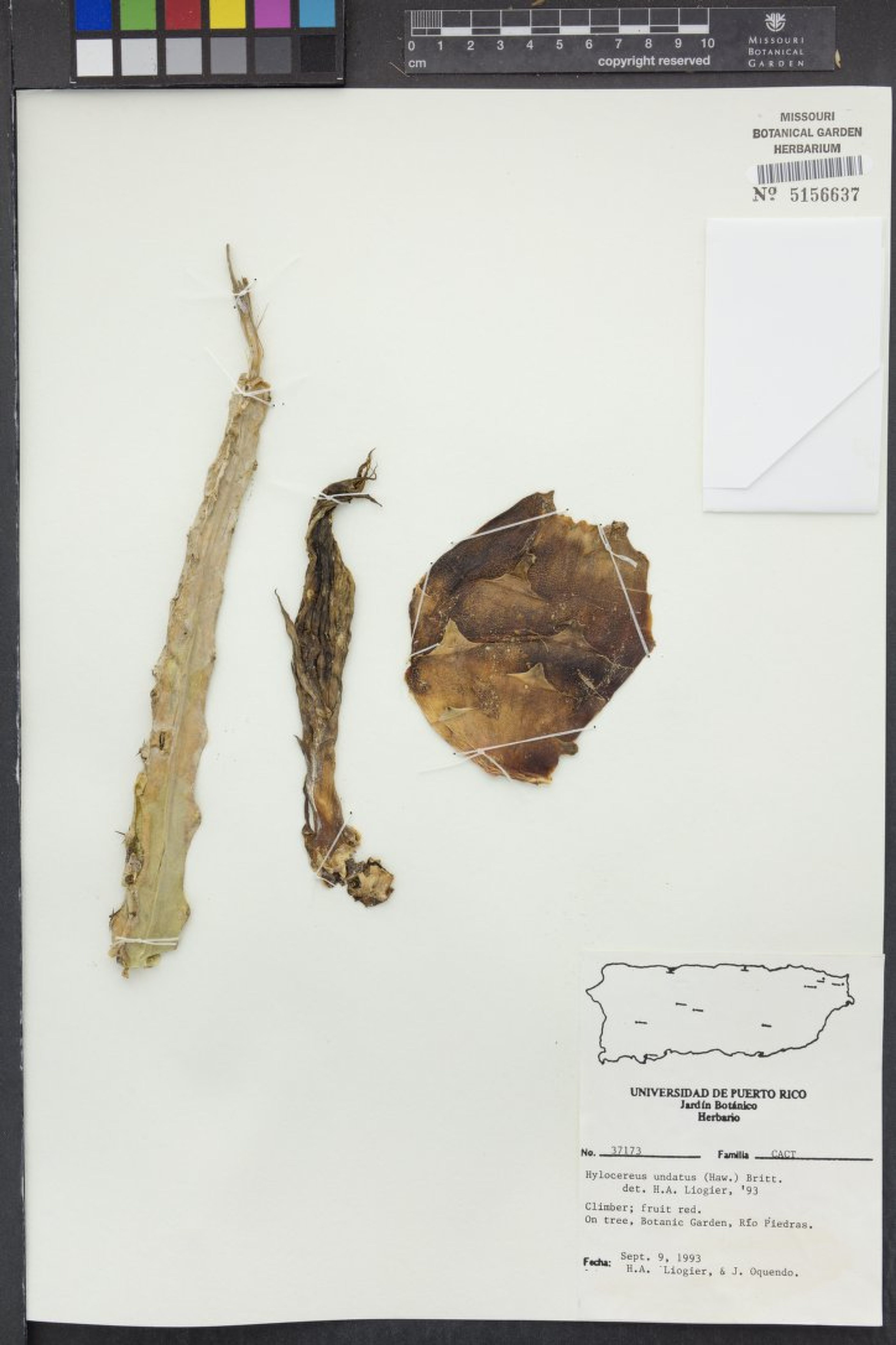Hylocereus undatus - 74