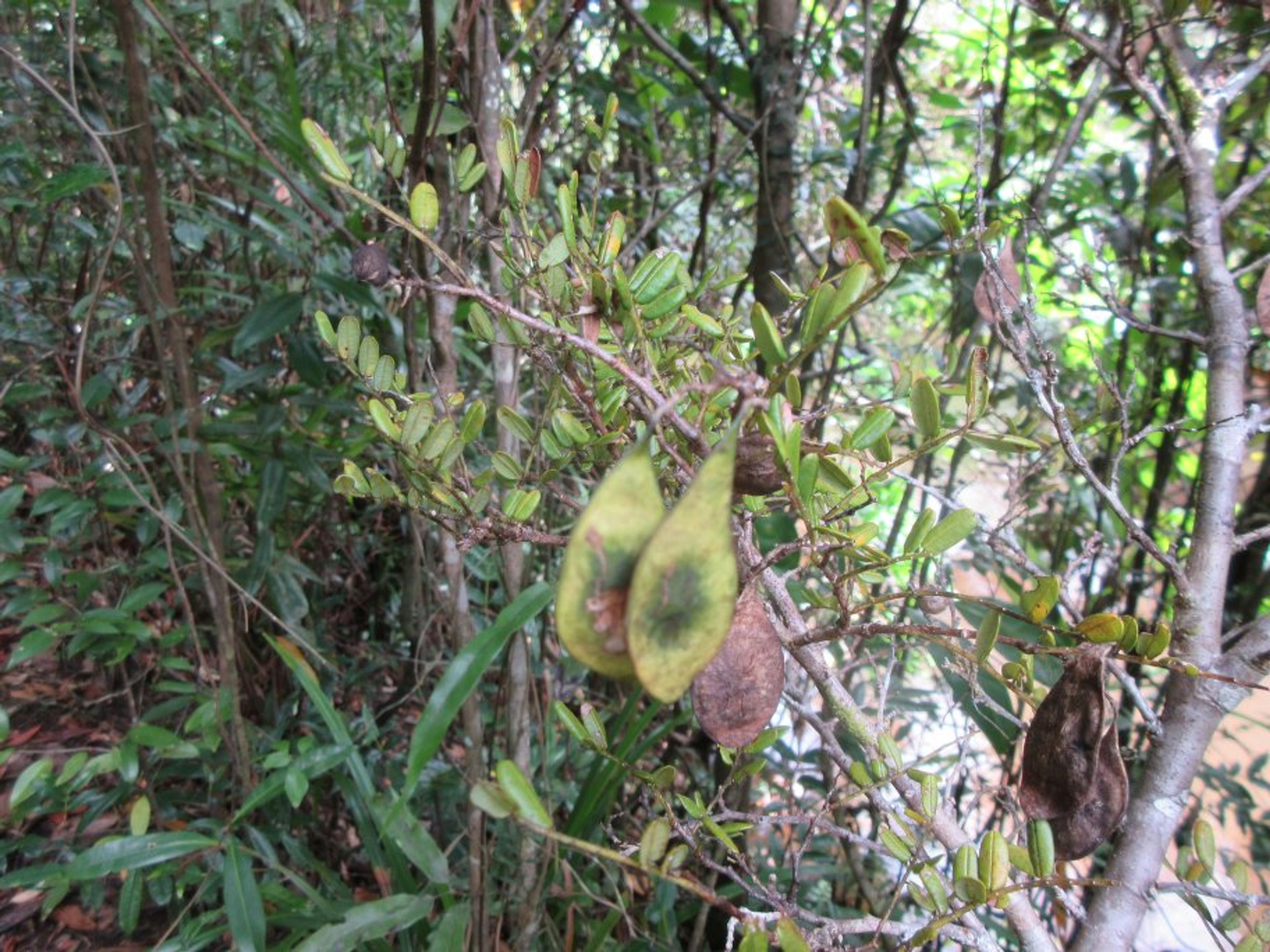 Dalbergia baronii - 100