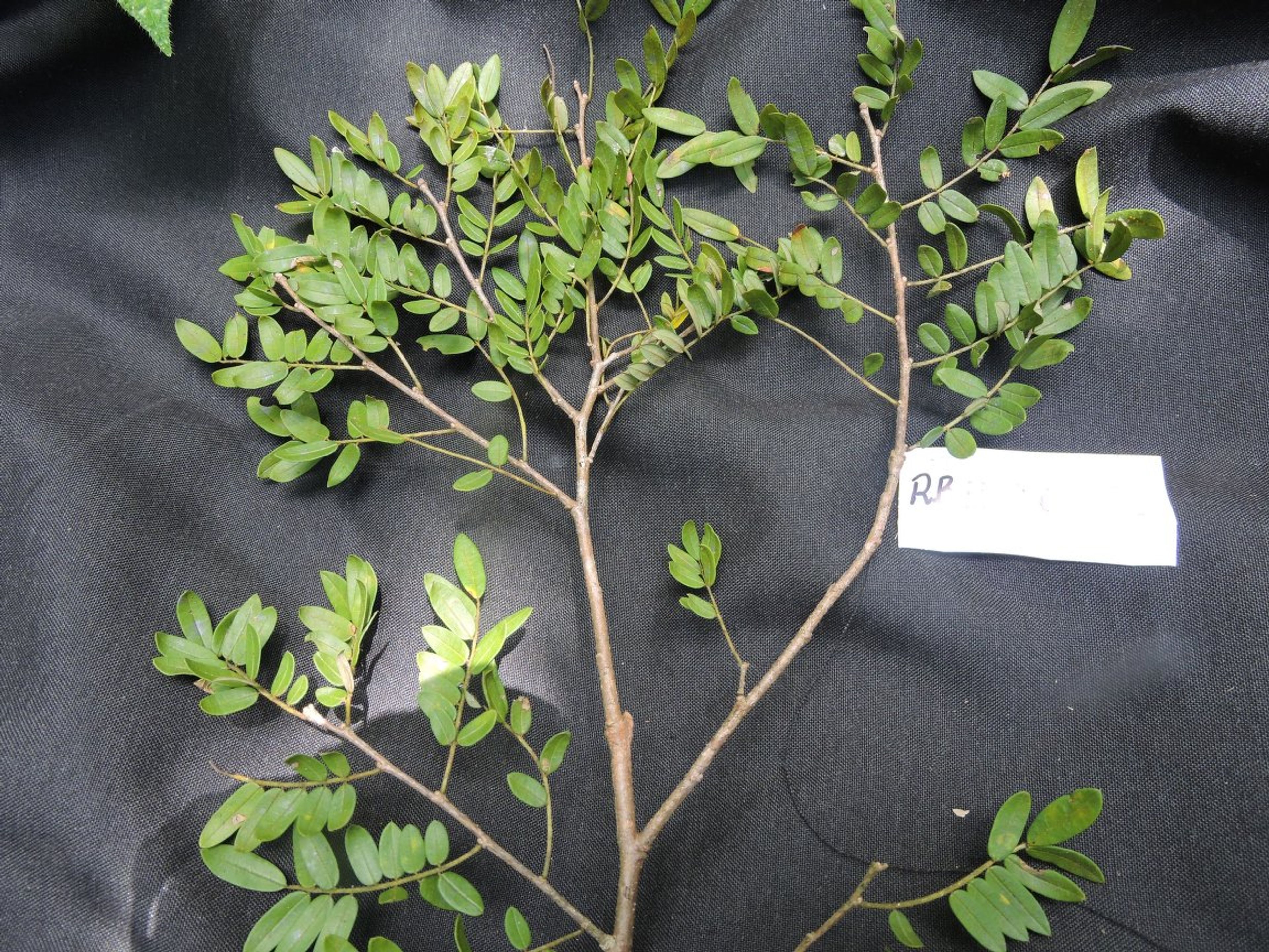 Dalbergia baronii - 116