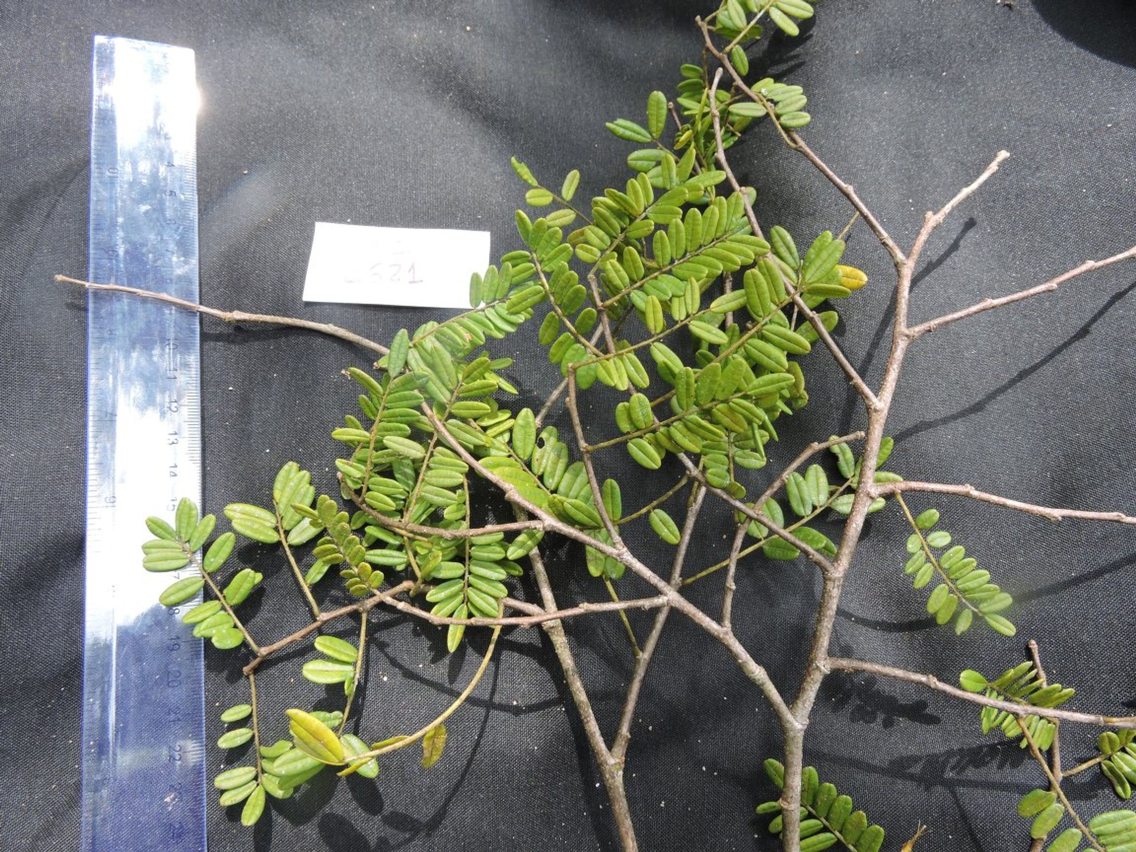 Dalbergia baronii - 10