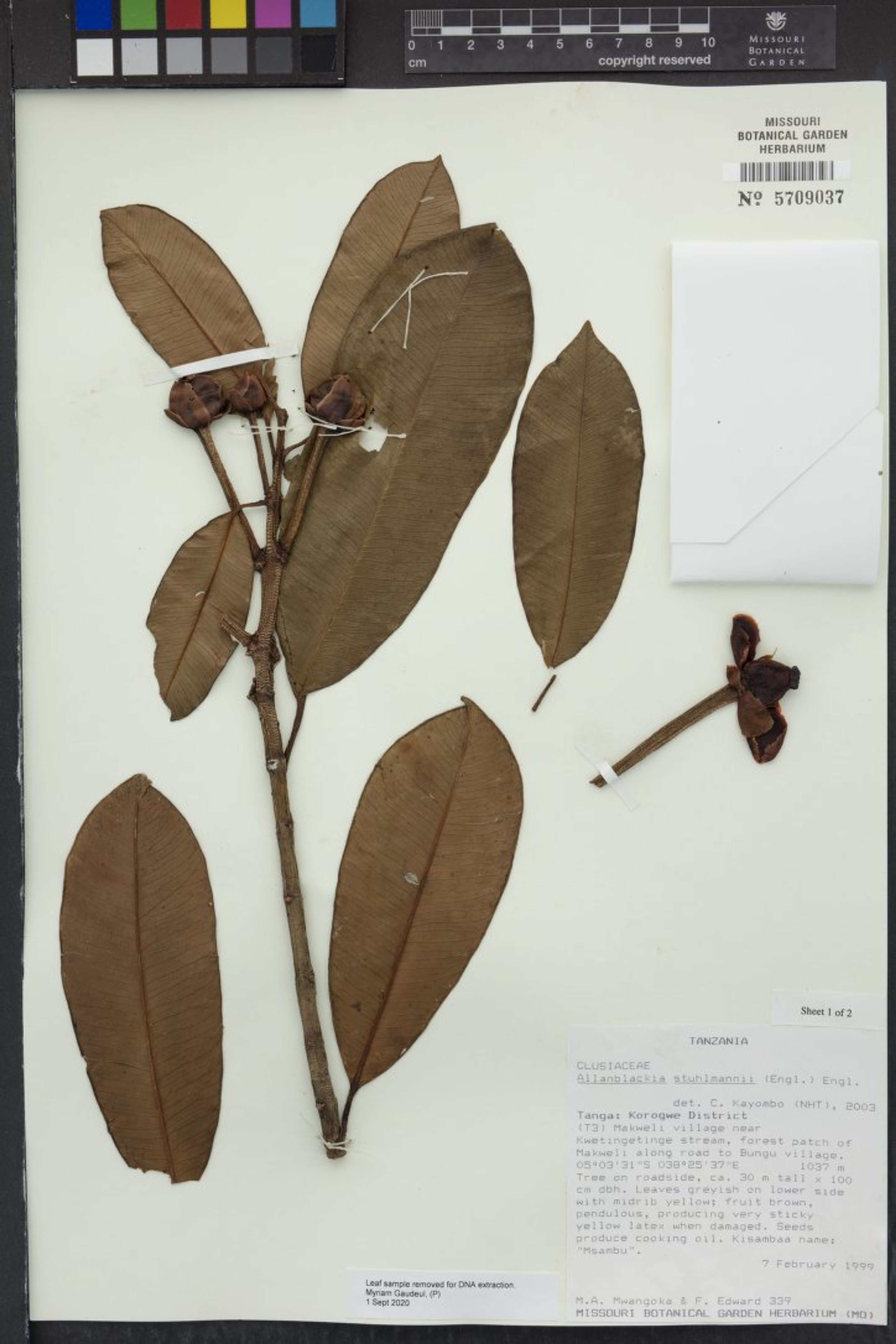 Allanblackia stuhlmannii - 56
