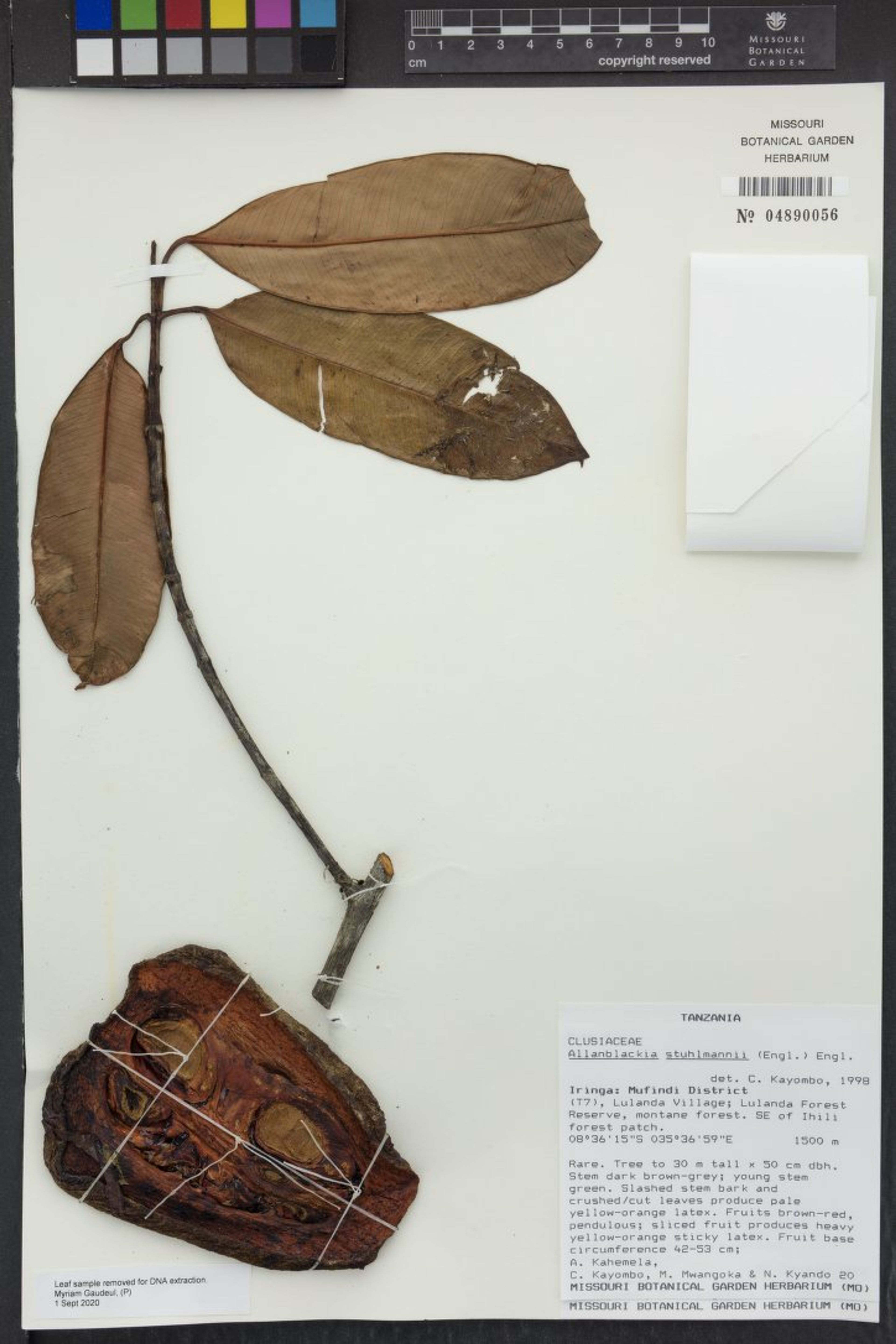 Allanblackia stuhlmannii - 86