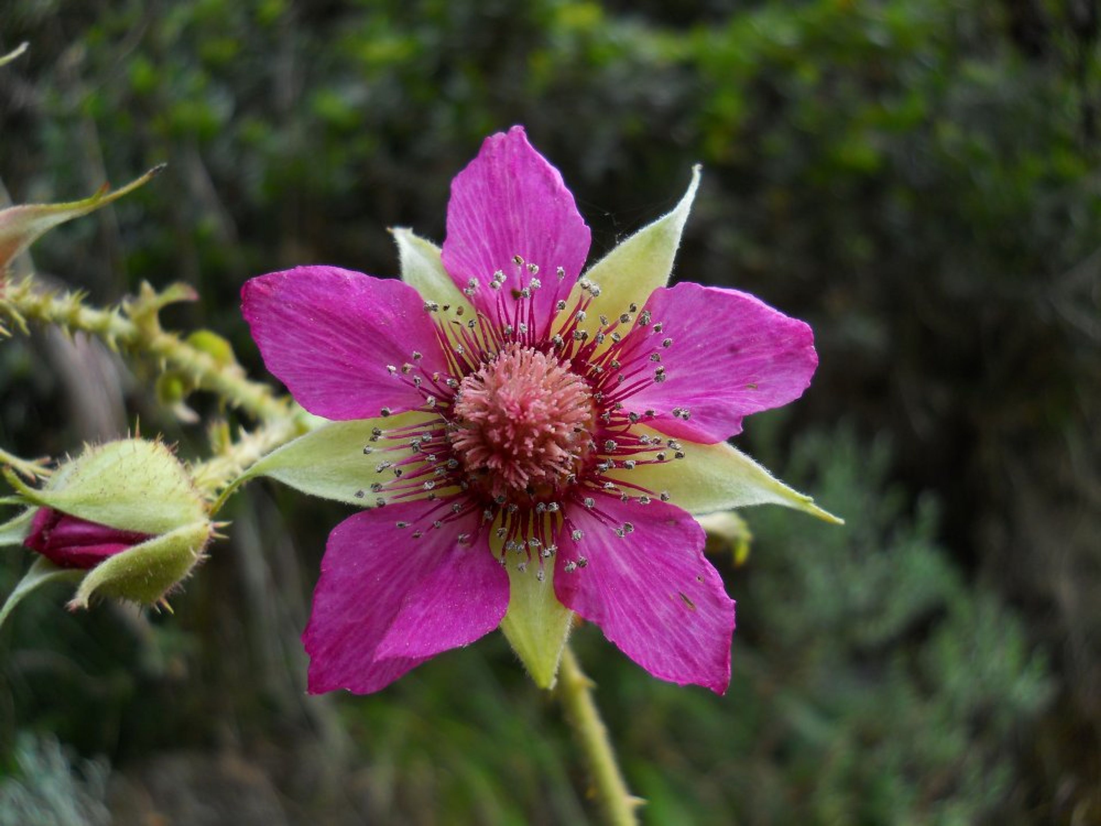 Rubus nubigenus - 59
