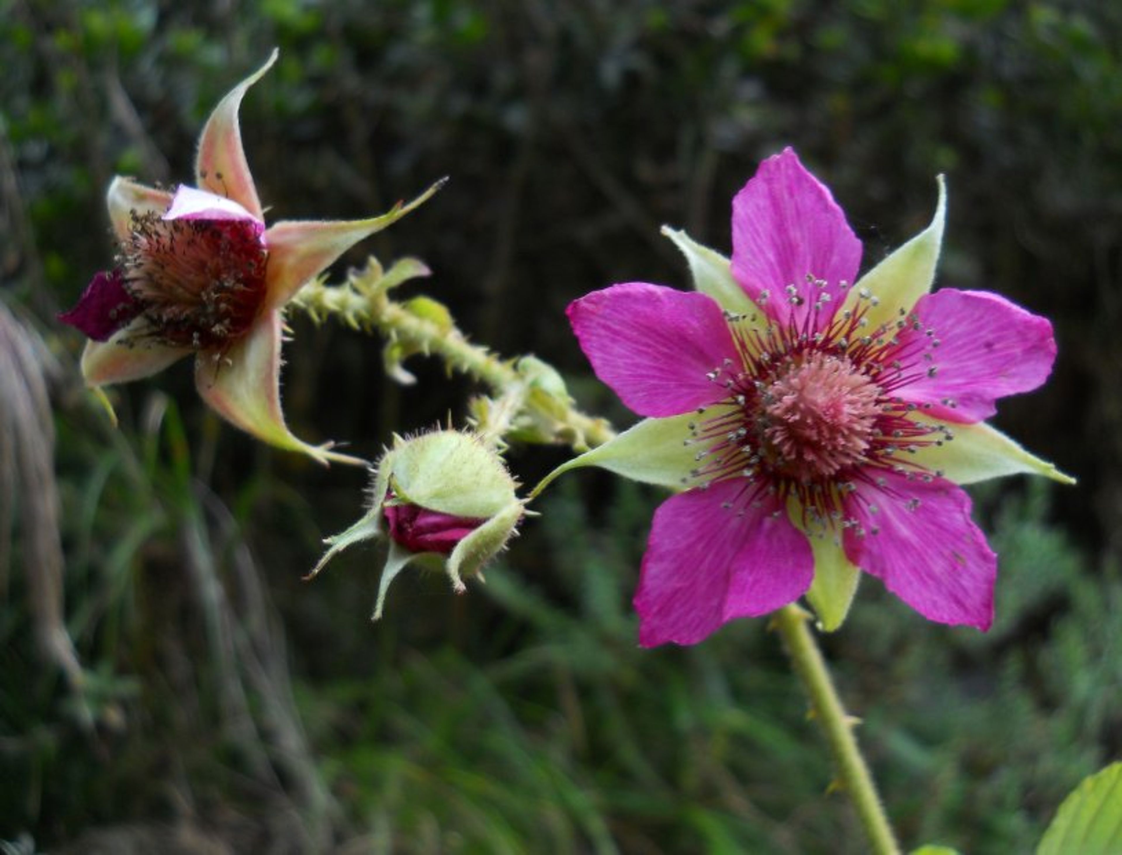Rubus nubigenus - 122
